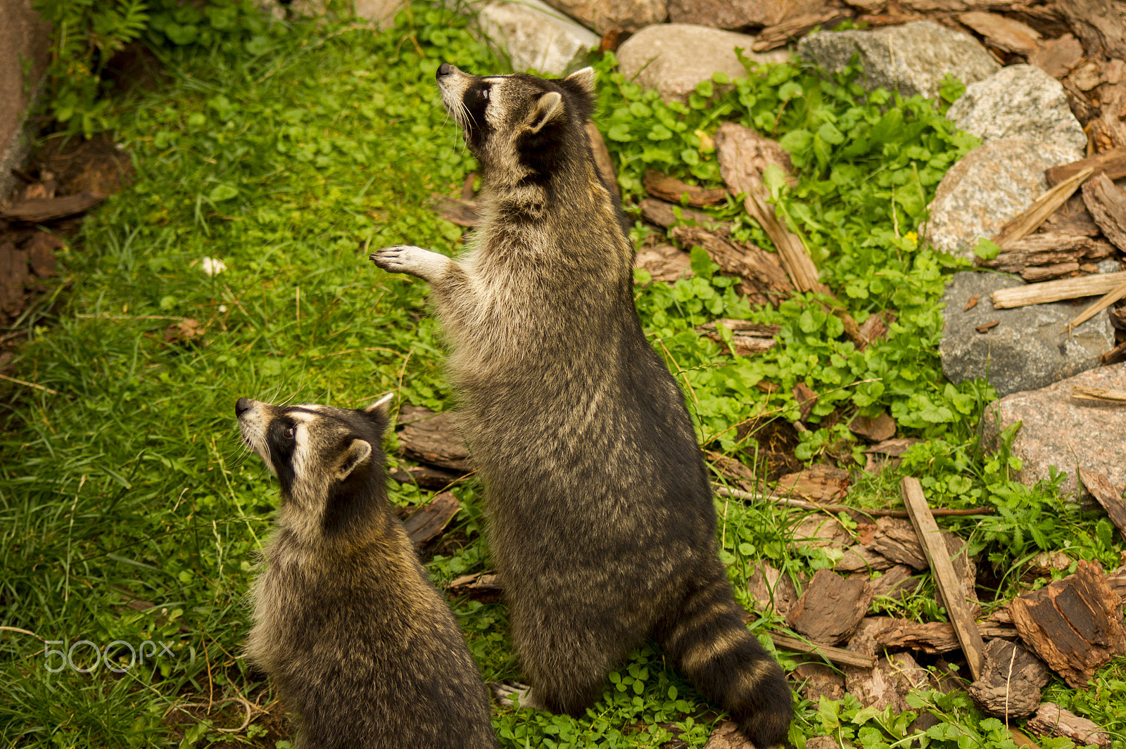 Sony Alpha DSLR-A450 + Sigma 70-300mm F4-5.6 DL Macro sample photo. Raccoons photography