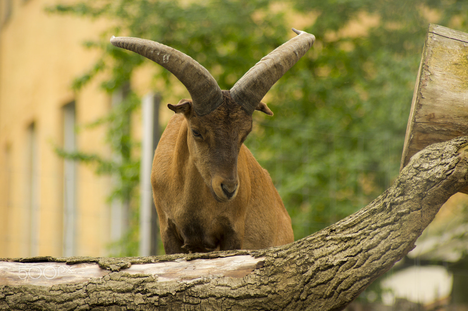 Sony Alpha DSLR-A450 sample photo. Dagestan ibex photography