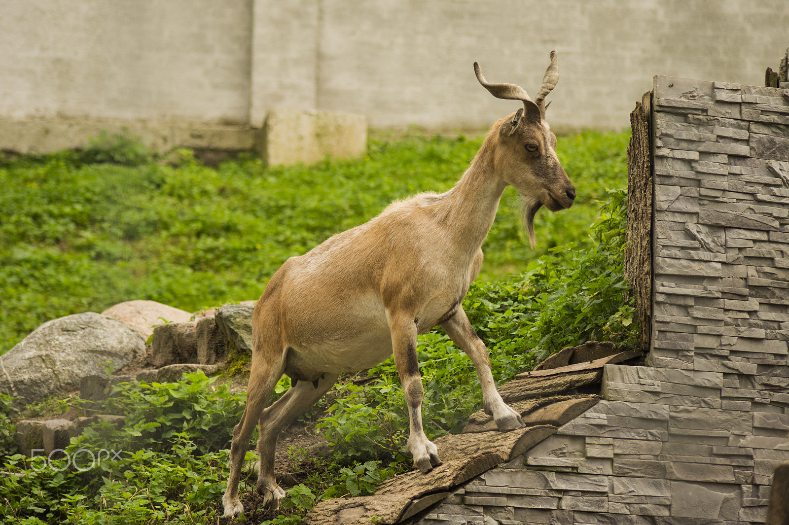 Sony Alpha DSLR-A450 + Sigma 70-300mm F4-5.6 DL Macro sample photo. Markhor goat photography