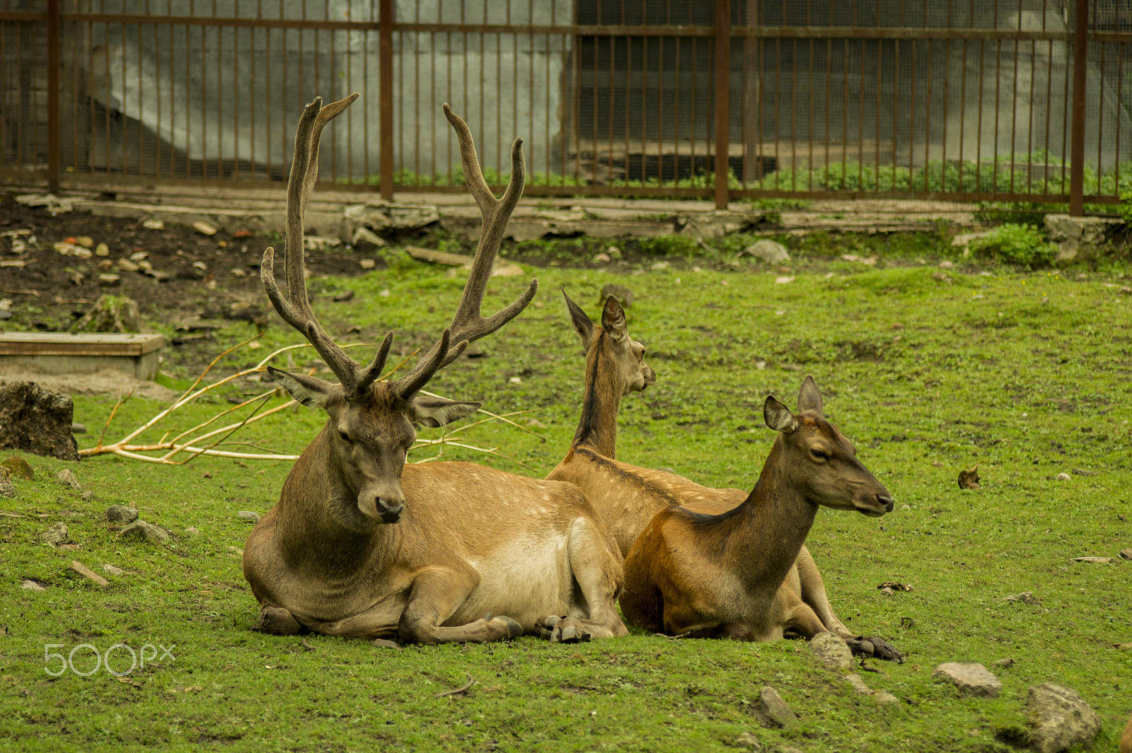 Sony Alpha DSLR-A450 + Sigma 70-300mm F4-5.6 DL Macro sample photo. Red deer photography