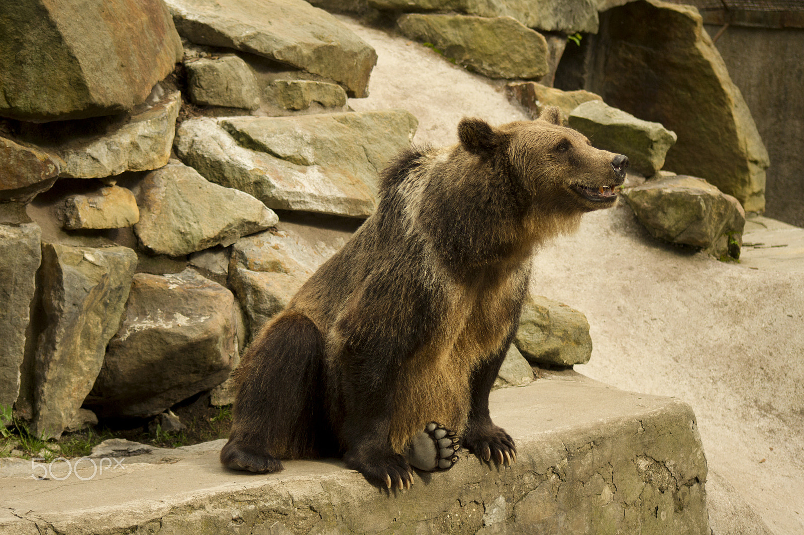 Sony Alpha DSLR-A450 + Sigma 70-300mm F4-5.6 DL Macro sample photo. Brown bear photography