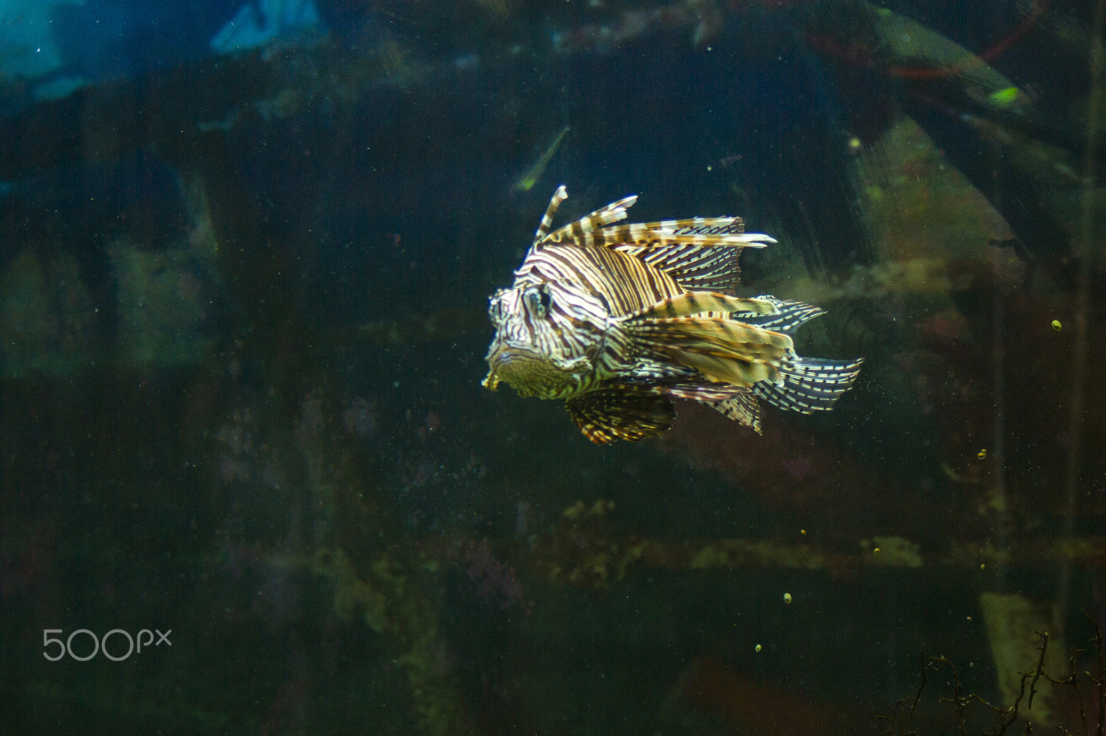 Sony Alpha DSLR-A450 + Sigma 70-300mm F4-5.6 DL Macro sample photo. Red lionfish photography