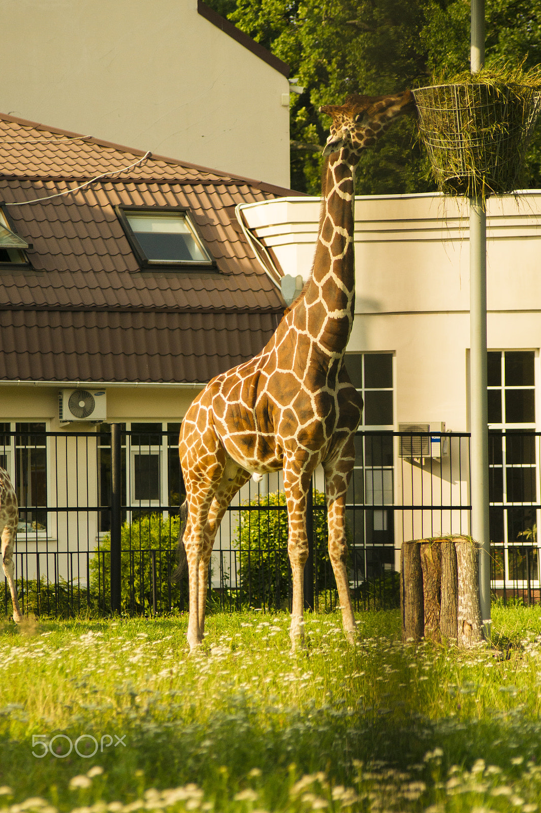 Sony Alpha DSLR-A450 + Sigma 70-300mm F4-5.6 DL Macro sample photo. Giraffe photography