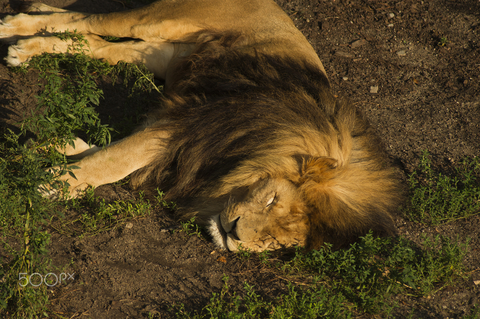Sony Alpha DSLR-A450 + Sigma 70-300mm F4-5.6 DL Macro sample photo. Lion relaxing photography