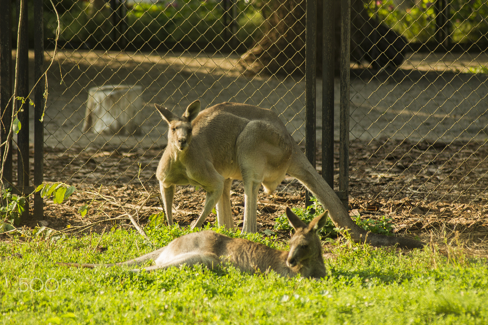 Sony Alpha DSLR-A450 + Sigma 70-300mm F4-5.6 DL Macro sample photo. Kangaroo photography