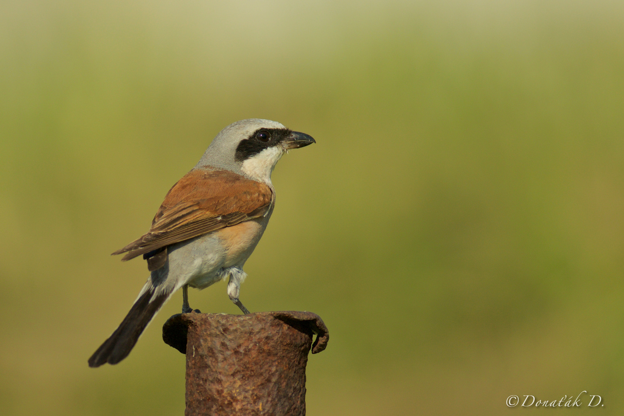 Canon EF 200-400mm F4L IS USM Extender 1.4x sample photo. Ťuhýk obecný (lanius collurio) photography