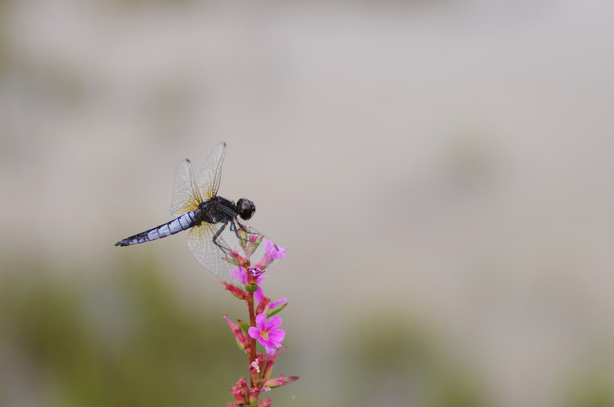 Pentax K-5 sample photo. Dragonfly photography