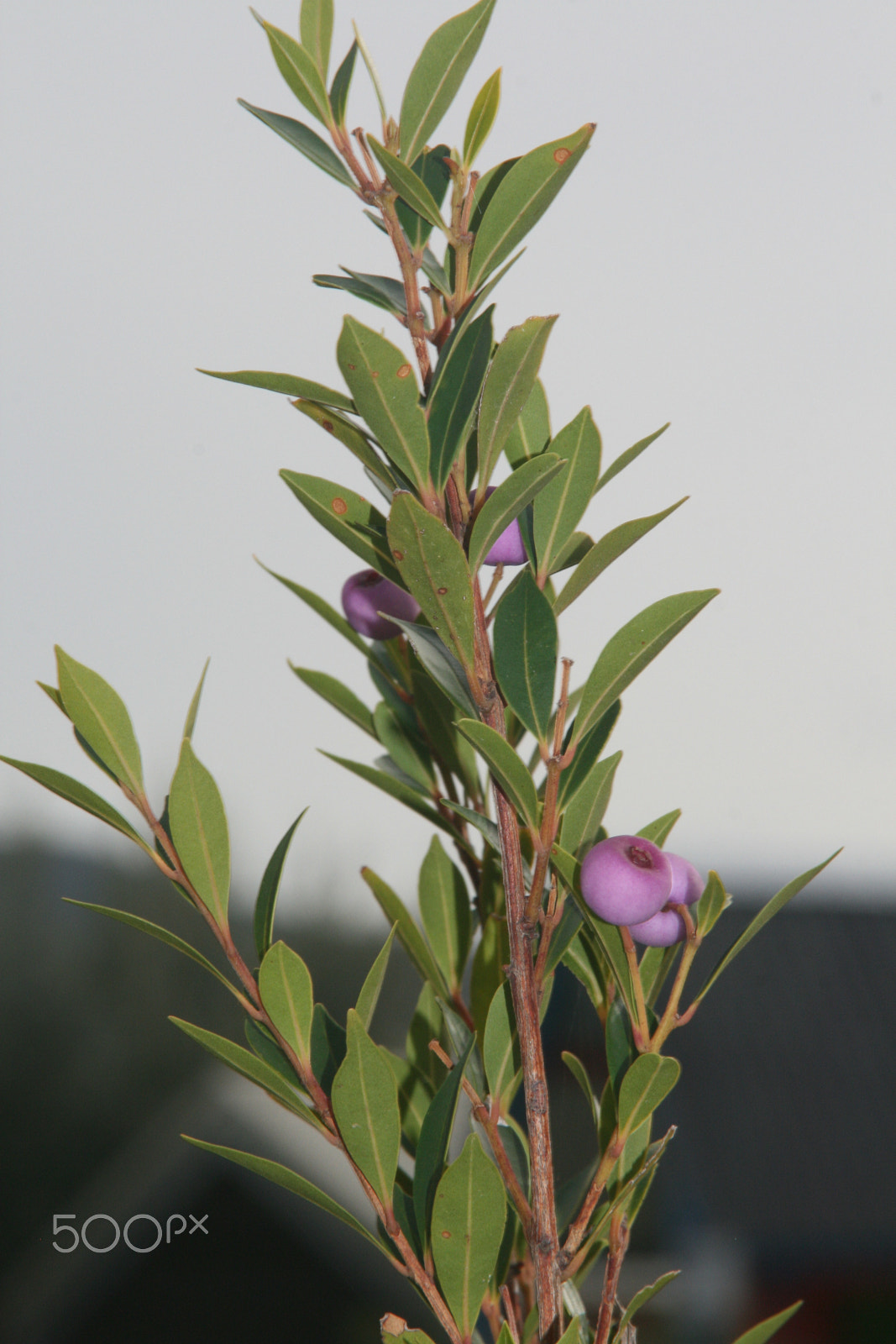 Canon EF 28-200mm F3.5-5.6 sample photo. The tree photography