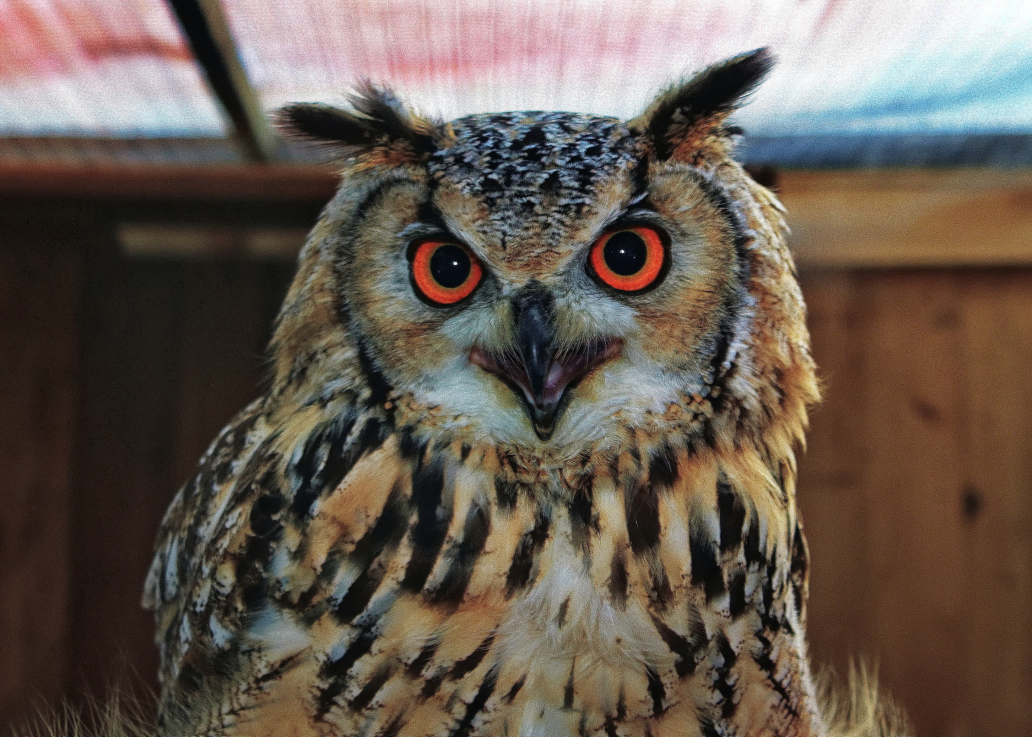 Canon EOS 750D (EOS Rebel T6i / EOS Kiss X8i) sample photo. Eurasian eagle owl called boris photography