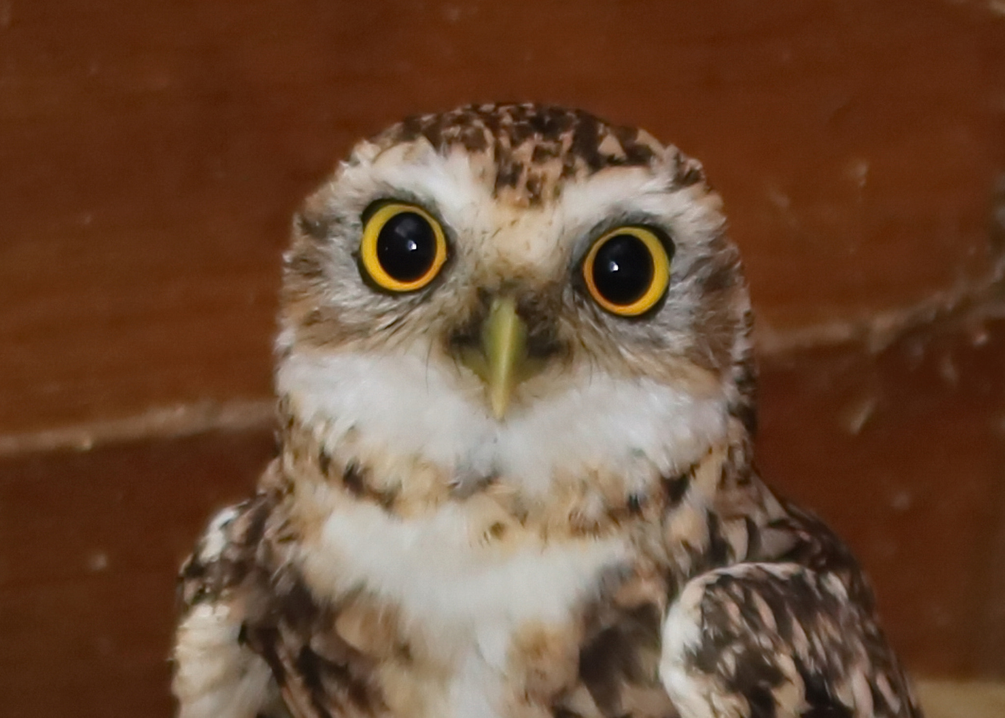 Canon EOS 750D (EOS Rebel T6i / EOS Kiss X8i) sample photo. Burrowing owl photography