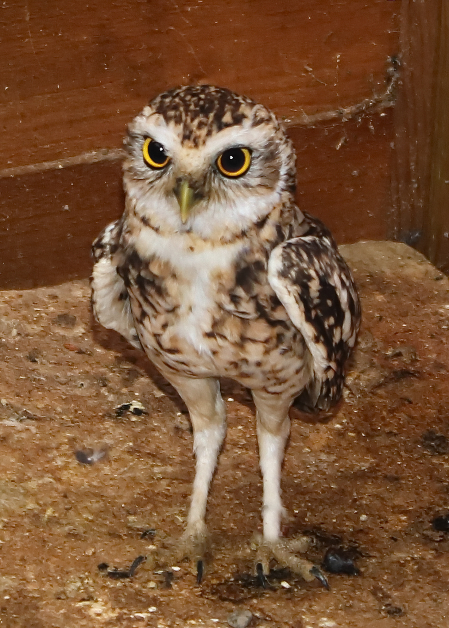 Canon EOS 750D (EOS Rebel T6i / EOS Kiss X8i) sample photo. Burrowing owl photography