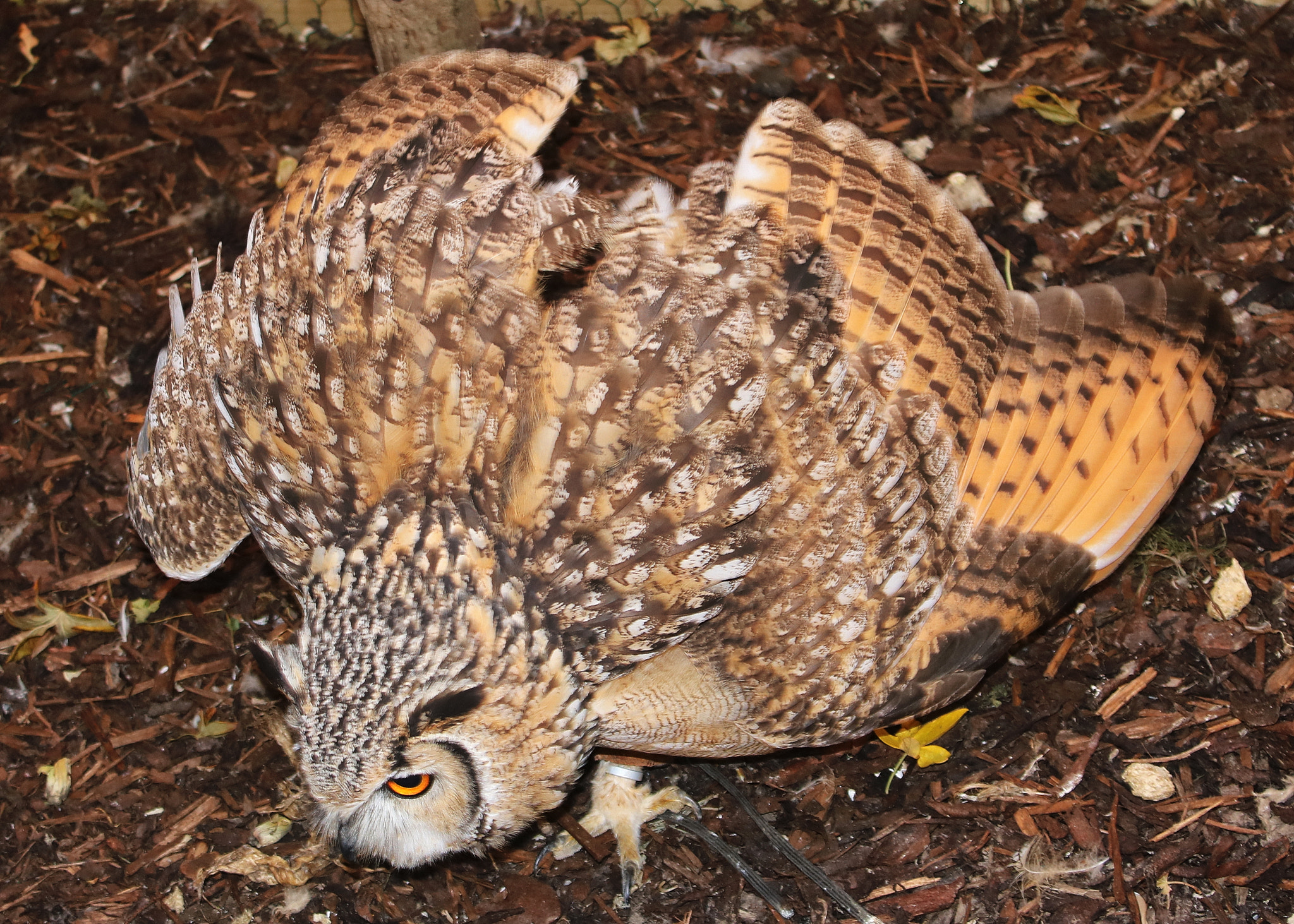 Canon EOS 750D (EOS Rebel T6i / EOS Kiss X8i) sample photo. Eurasian eagle owl called boris photography