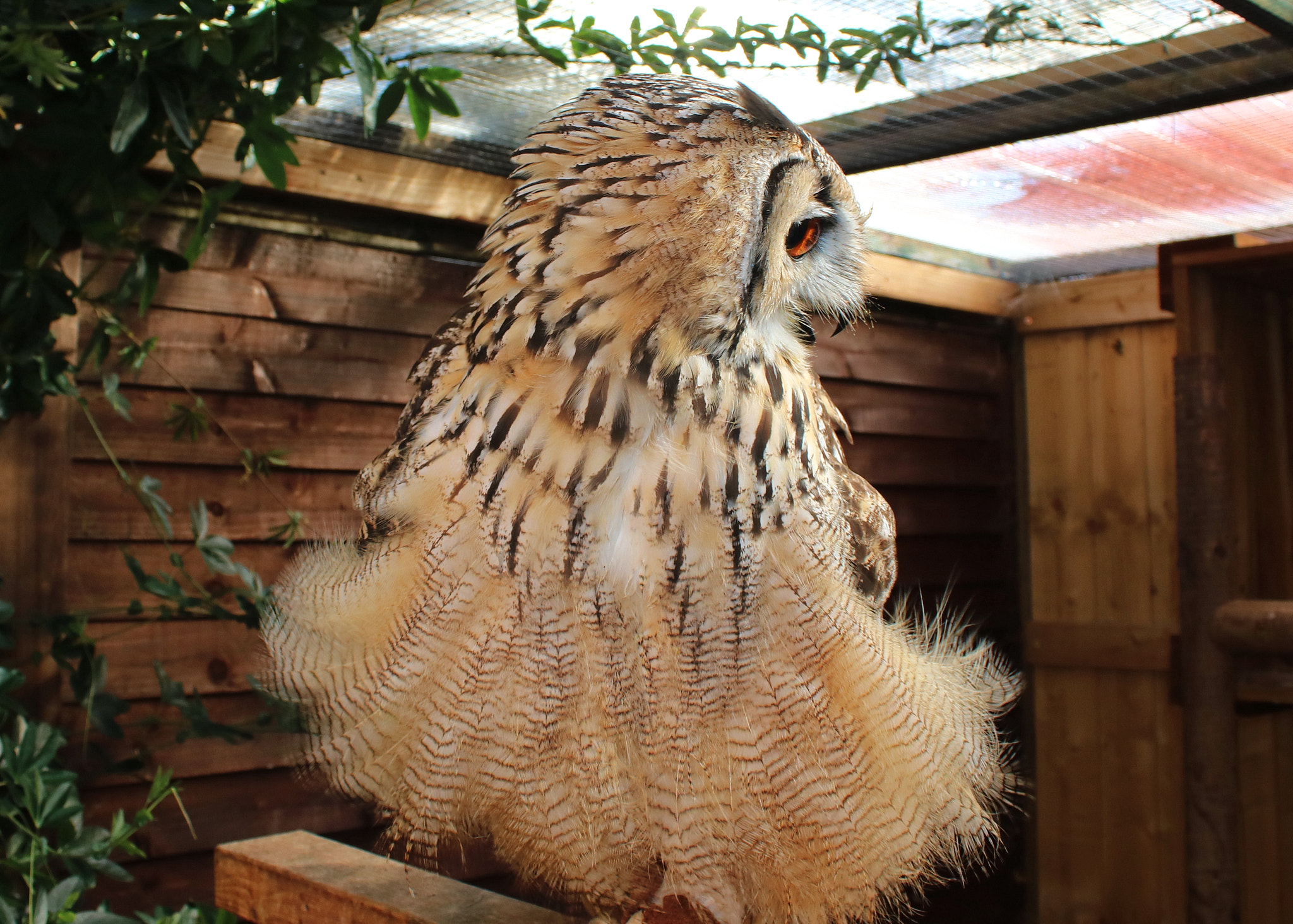 Canon EOS 750D (EOS Rebel T6i / EOS Kiss X8i) sample photo. Eurasian eagle owl called boris photography