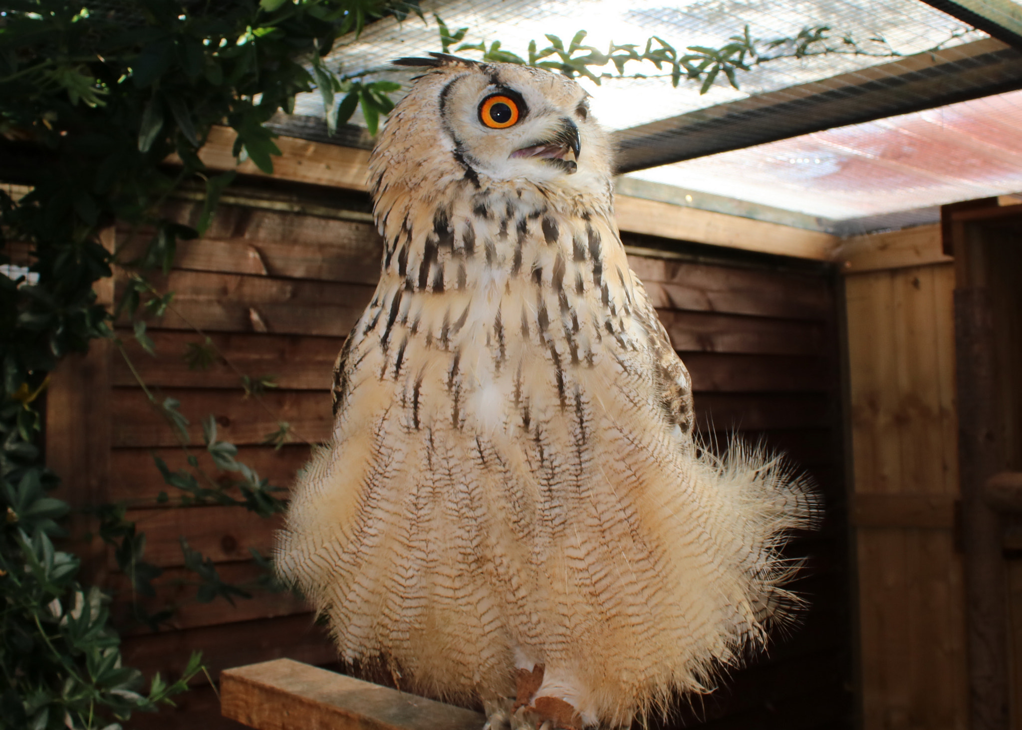 Canon EOS 750D (EOS Rebel T6i / EOS Kiss X8i) sample photo. Eurasian eagle owl called boris photography