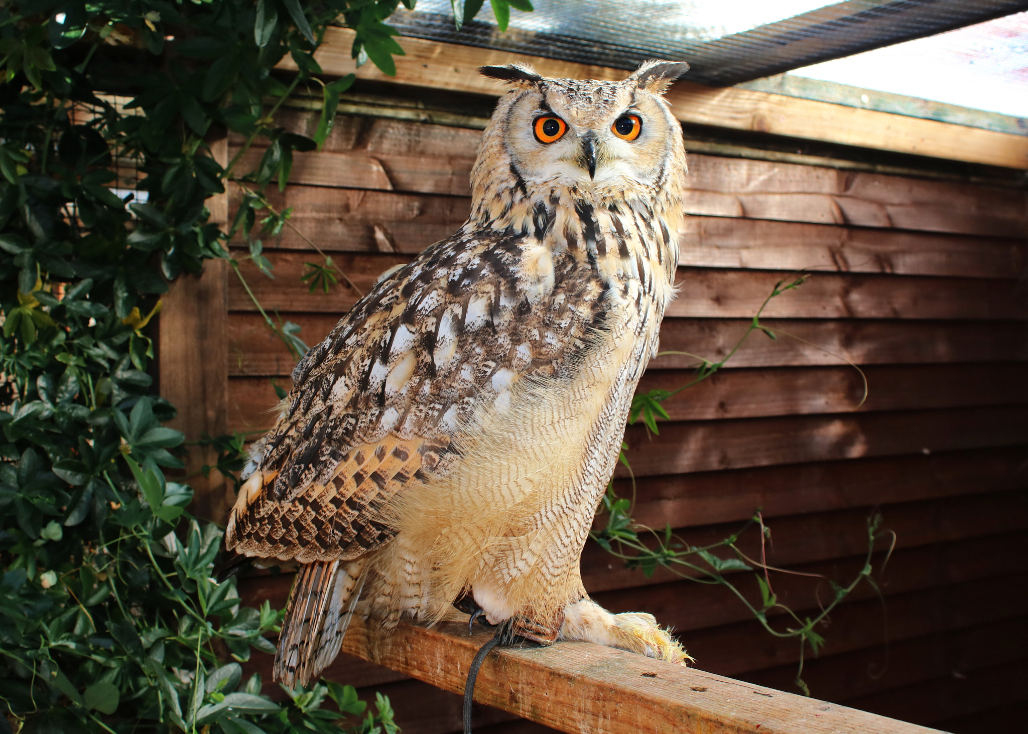 Canon EOS 750D (EOS Rebel T6i / EOS Kiss X8i) sample photo. Eurasian eagle owl called boris photography