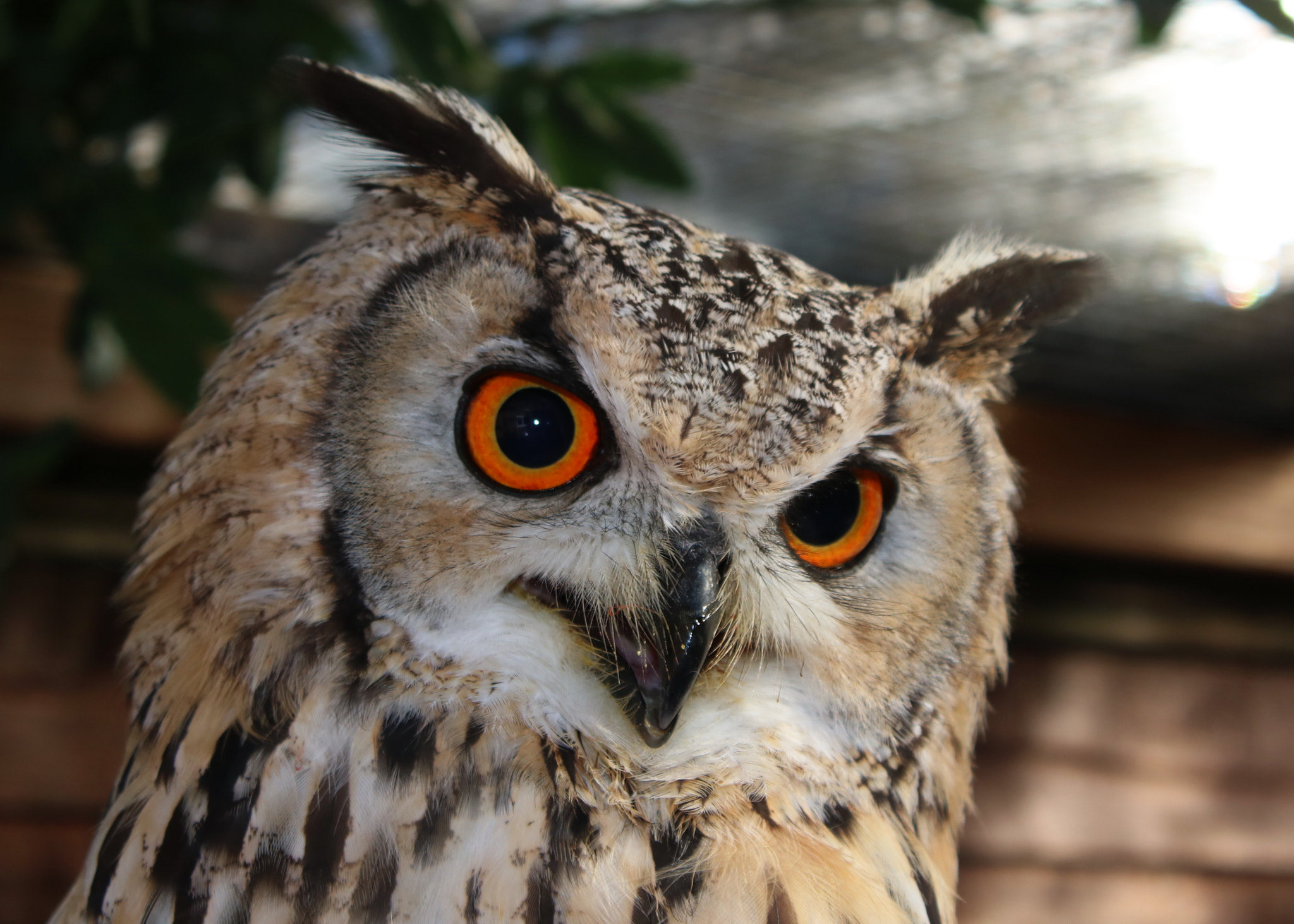 Canon EOS 750D (EOS Rebel T6i / EOS Kiss X8i) sample photo. Eurasian eagle owl called boris photography