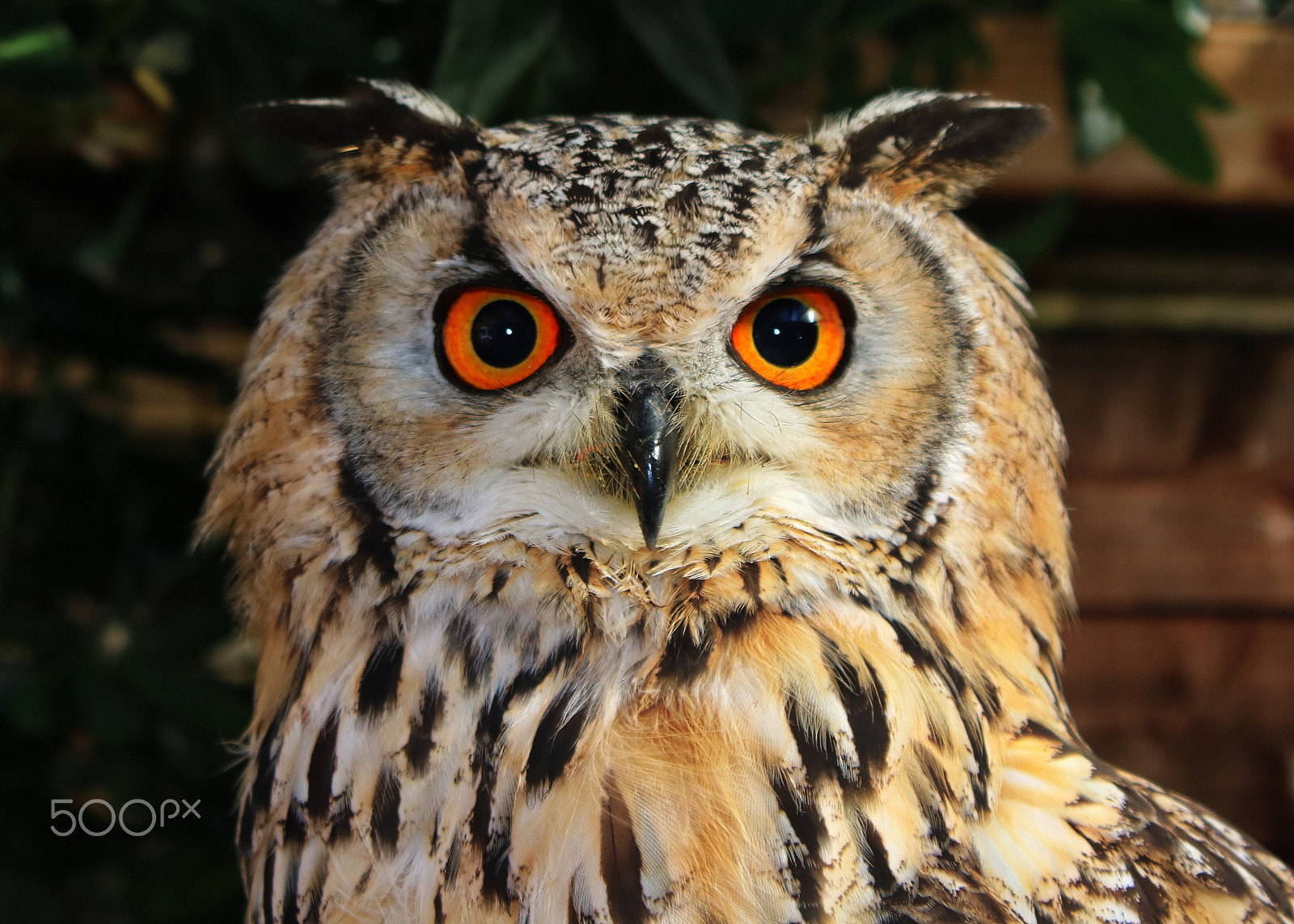 Canon EOS 750D (EOS Rebel T6i / EOS Kiss X8i) sample photo. Eurasian eagle owl called boris photography