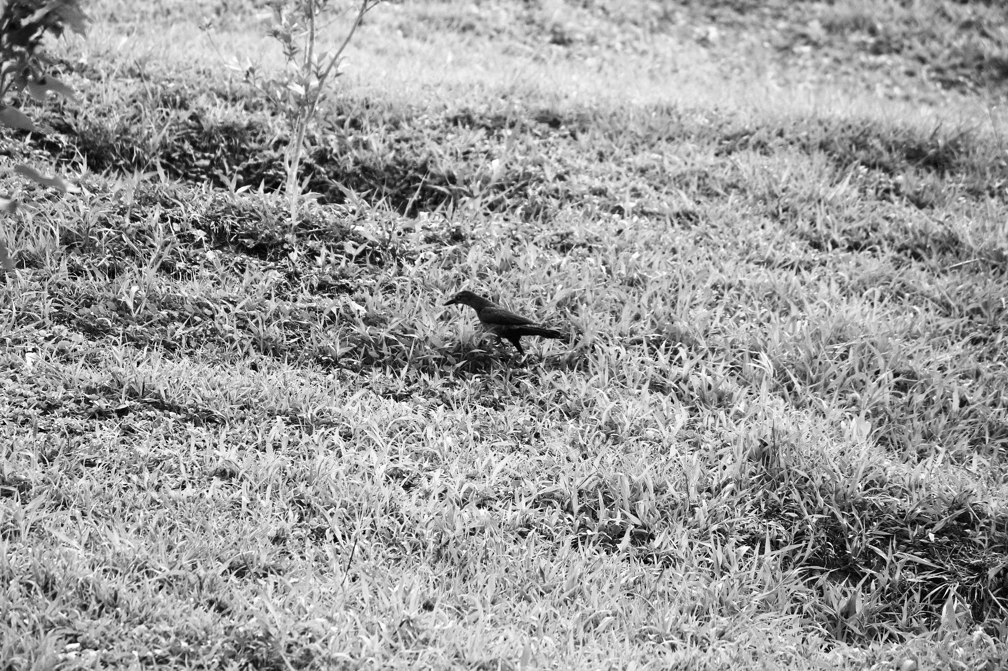 Canon EF-S 55-250mm F4-5.6 IS II sample photo