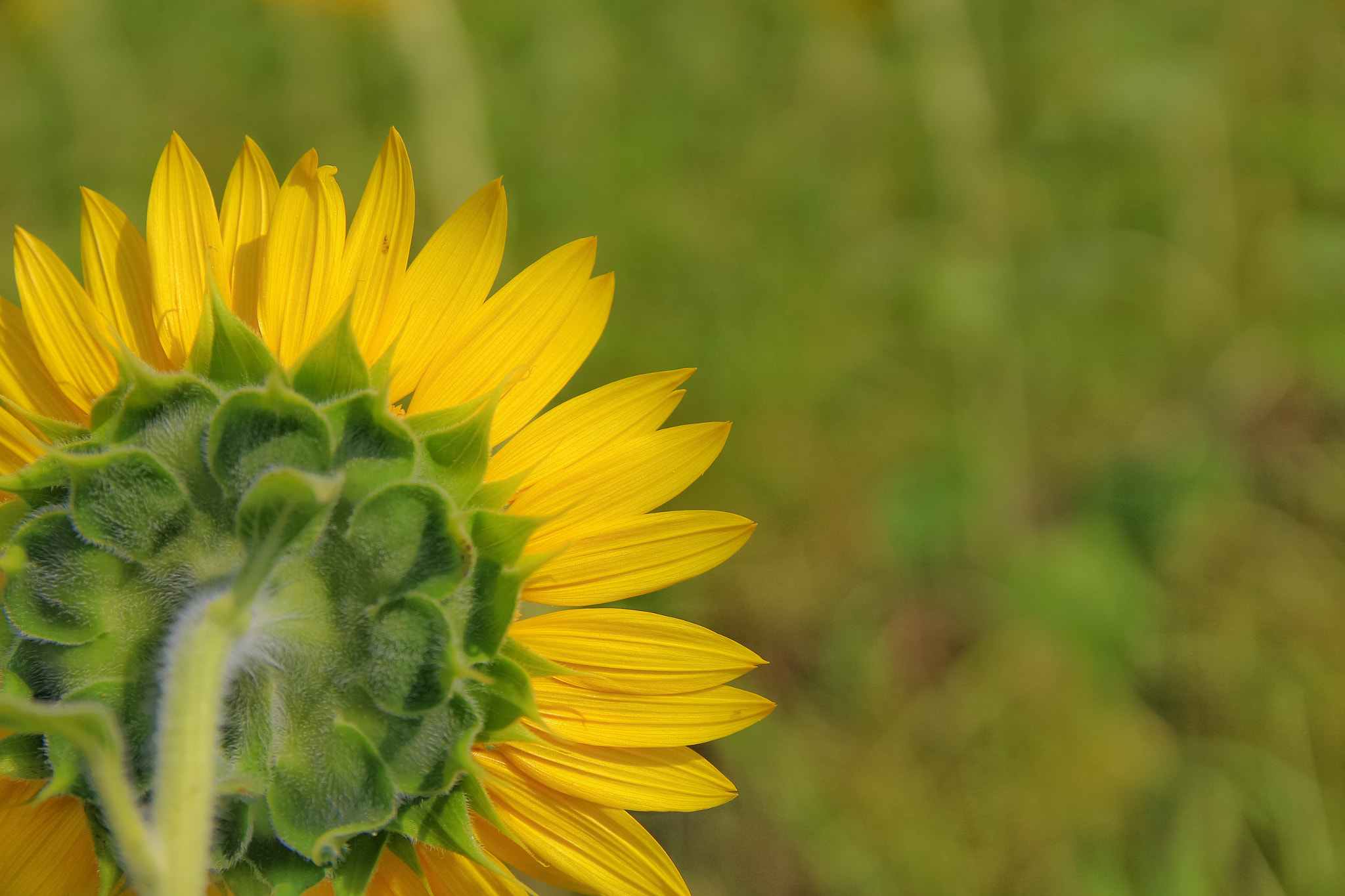 Canon EOS 100D (EOS Rebel SL1 / EOS Kiss X7) + Canon 17-50mm sample photo. Sunflower photography