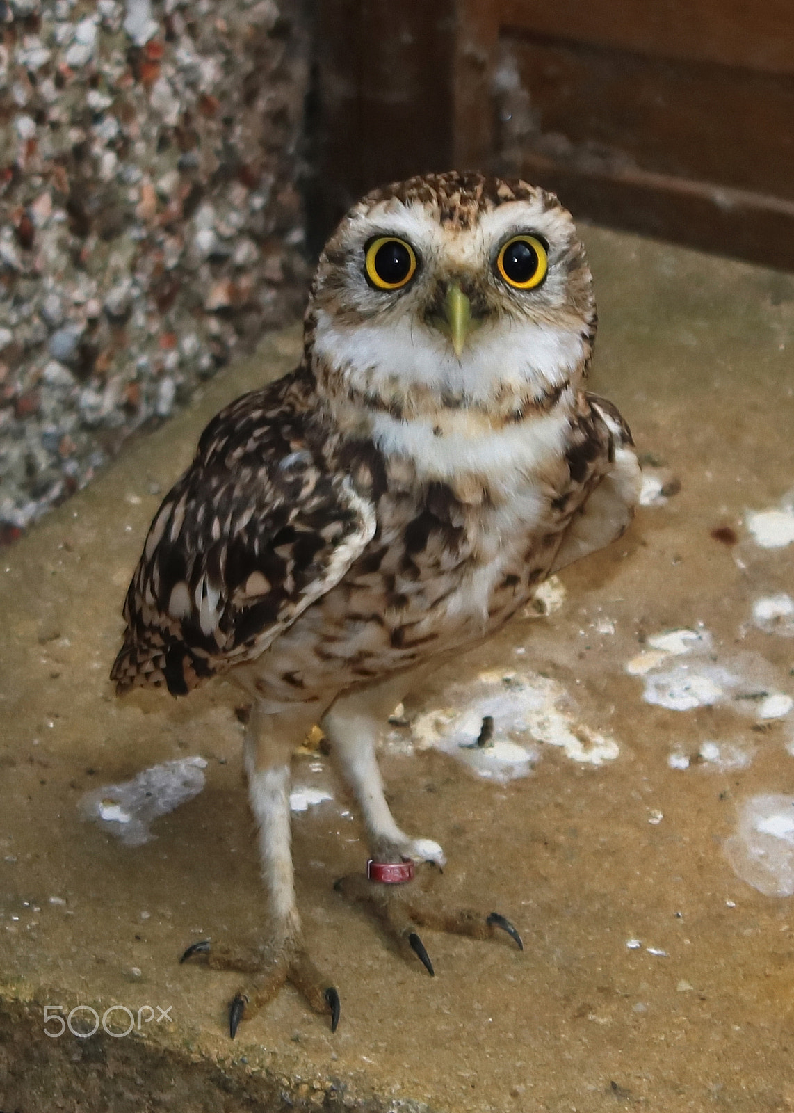 Canon EOS 750D (EOS Rebel T6i / EOS Kiss X8i) sample photo. Burrowing owl photography