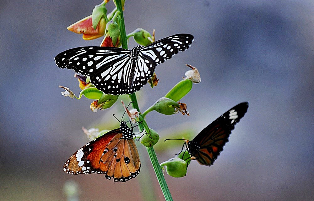 Nikon D80 + Sigma 70-300mm F4-5.6 APO Macro Super II sample photo. Les papillons photography