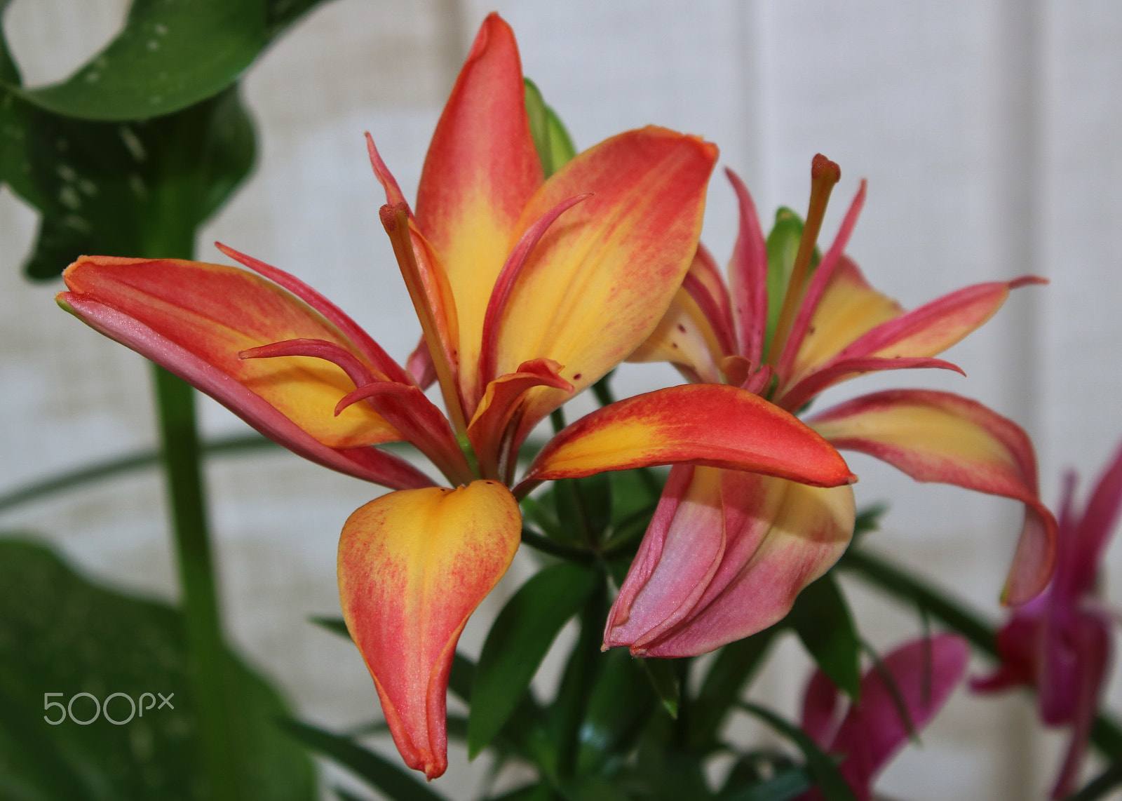 Canon EOS 750D (EOS Rebel T6i / EOS Kiss X8i) + Canon EF-S 18-55mm F3.5-5.6 IS sample photo. Lillies photography