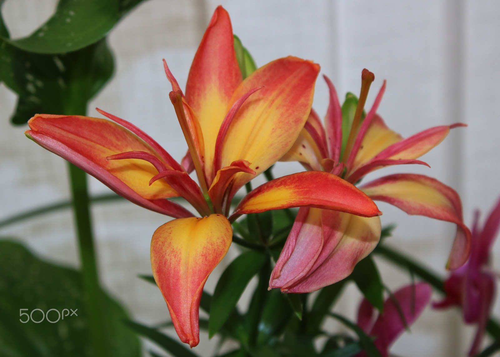 Canon EOS 750D (EOS Rebel T6i / EOS Kiss X8i) sample photo. Lillies photography
