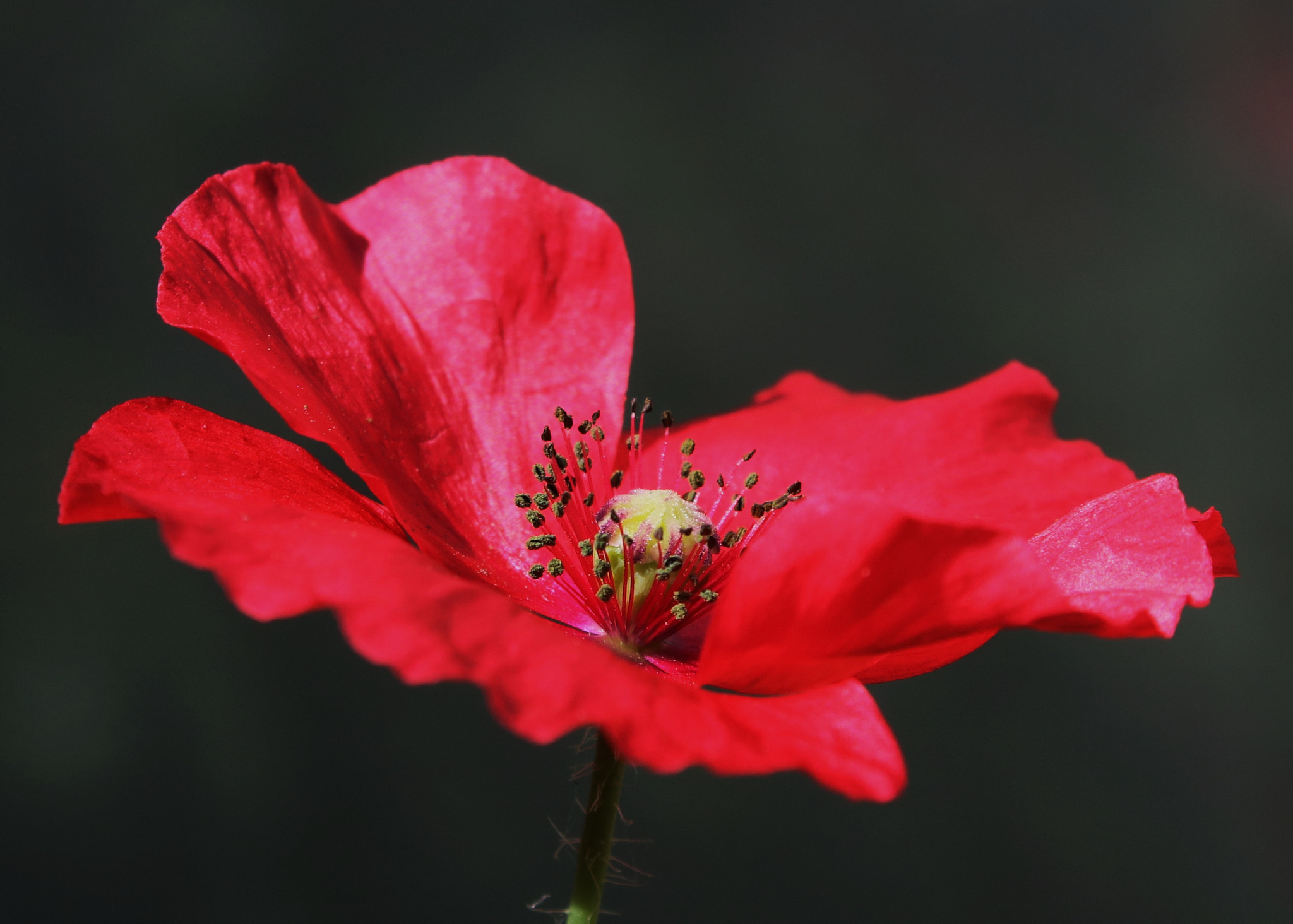 Canon EOS 750D (EOS Rebel T6i / EOS Kiss X8i) sample photo. Poppy photography