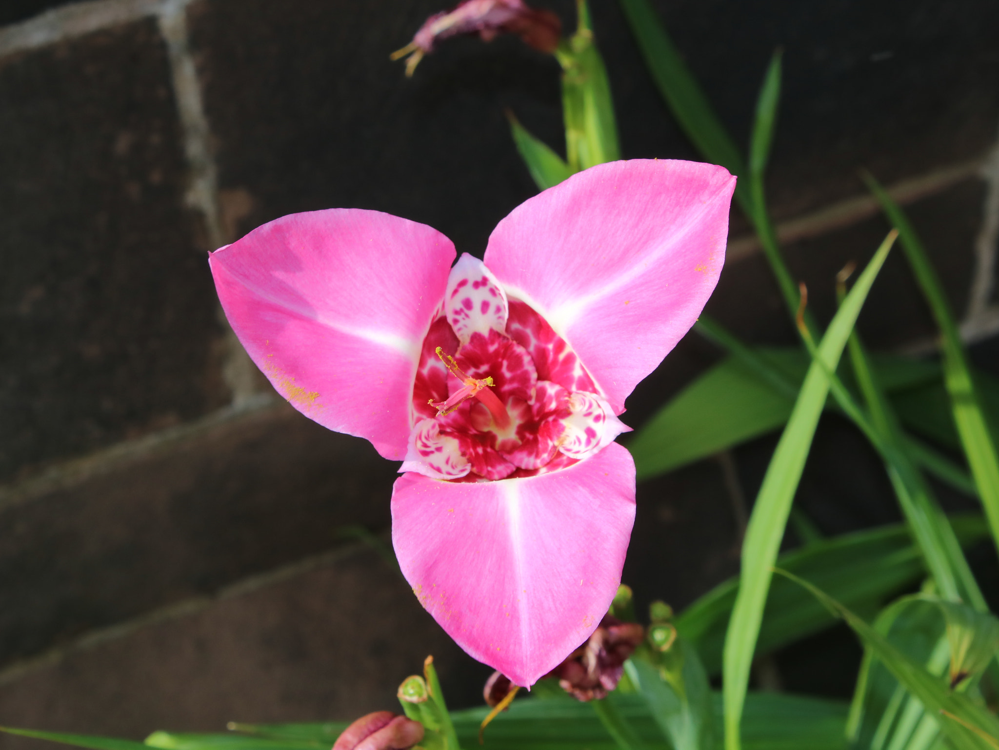 Canon EOS 750D (EOS Rebel T6i / EOS Kiss X8i) sample photo. Tiger lily photography