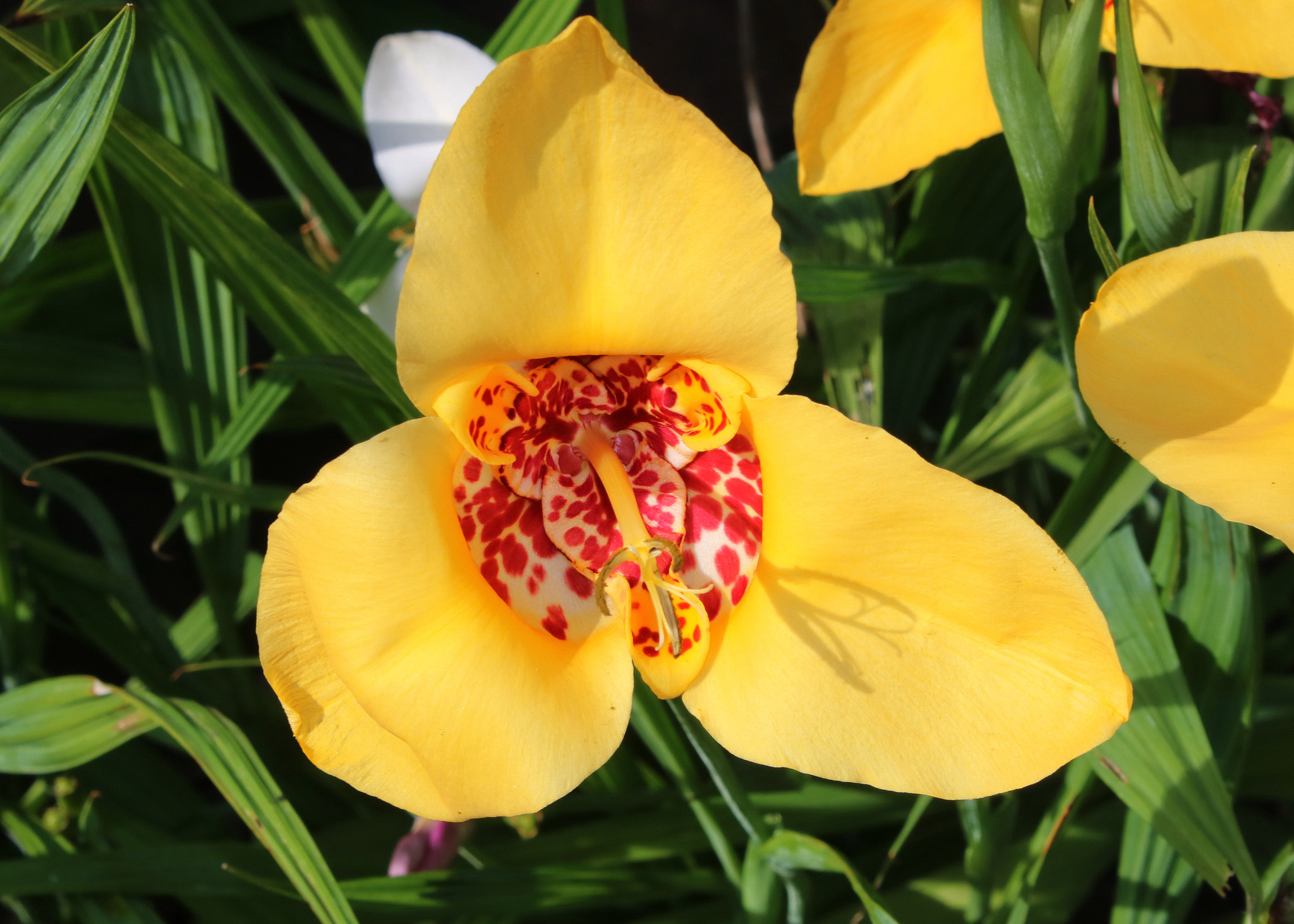Canon EOS 750D (EOS Rebel T6i / EOS Kiss X8i) sample photo. Tiger lily photography