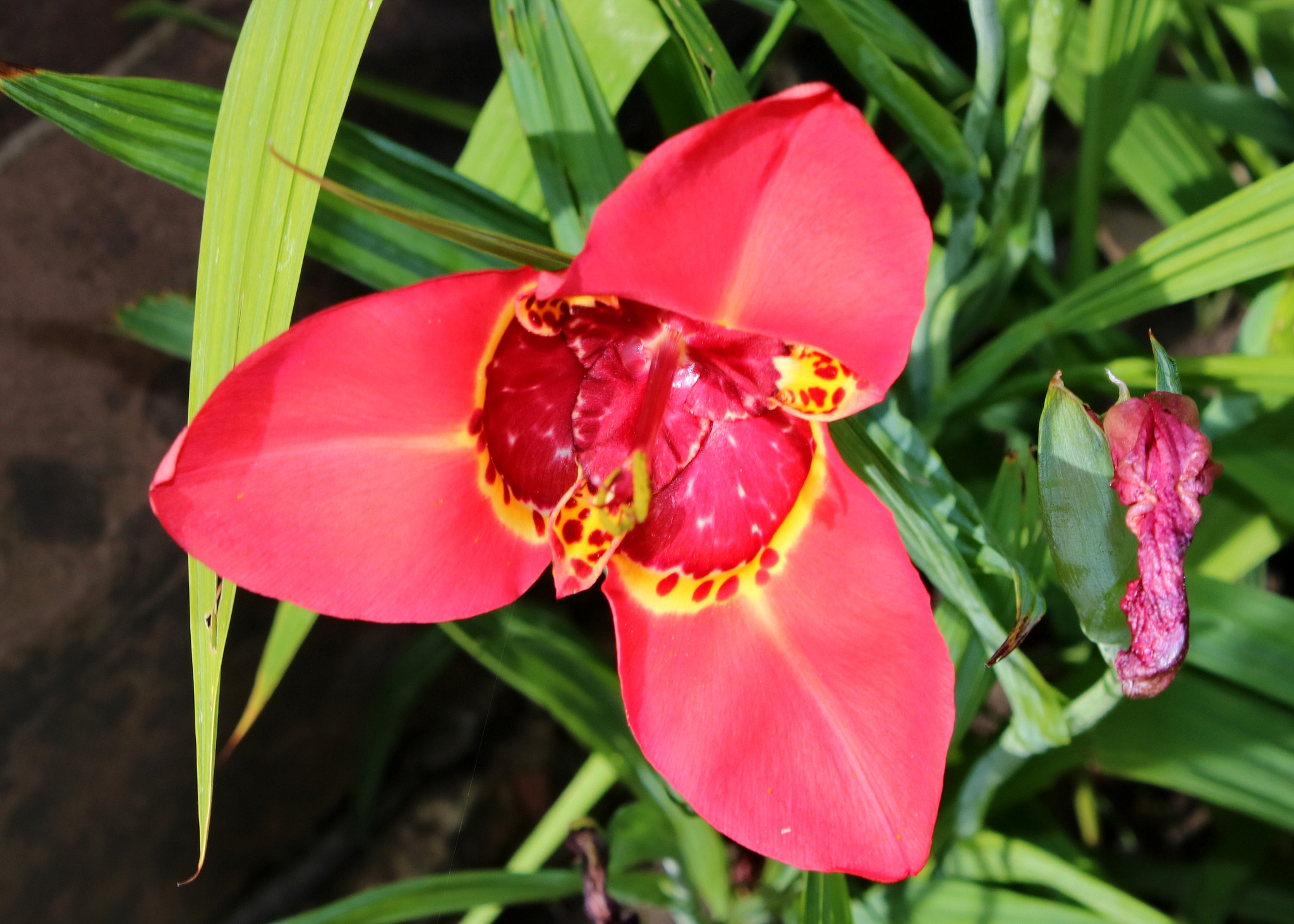 Canon EOS 750D (EOS Rebel T6i / EOS Kiss X8i) sample photo. Tiger lily photography