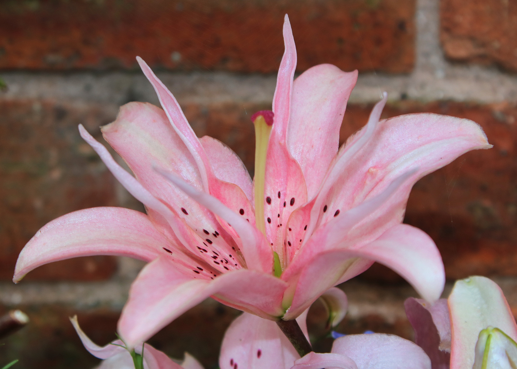 Canon EOS 750D (EOS Rebel T6i / EOS Kiss X8i) sample photo. Lily photography