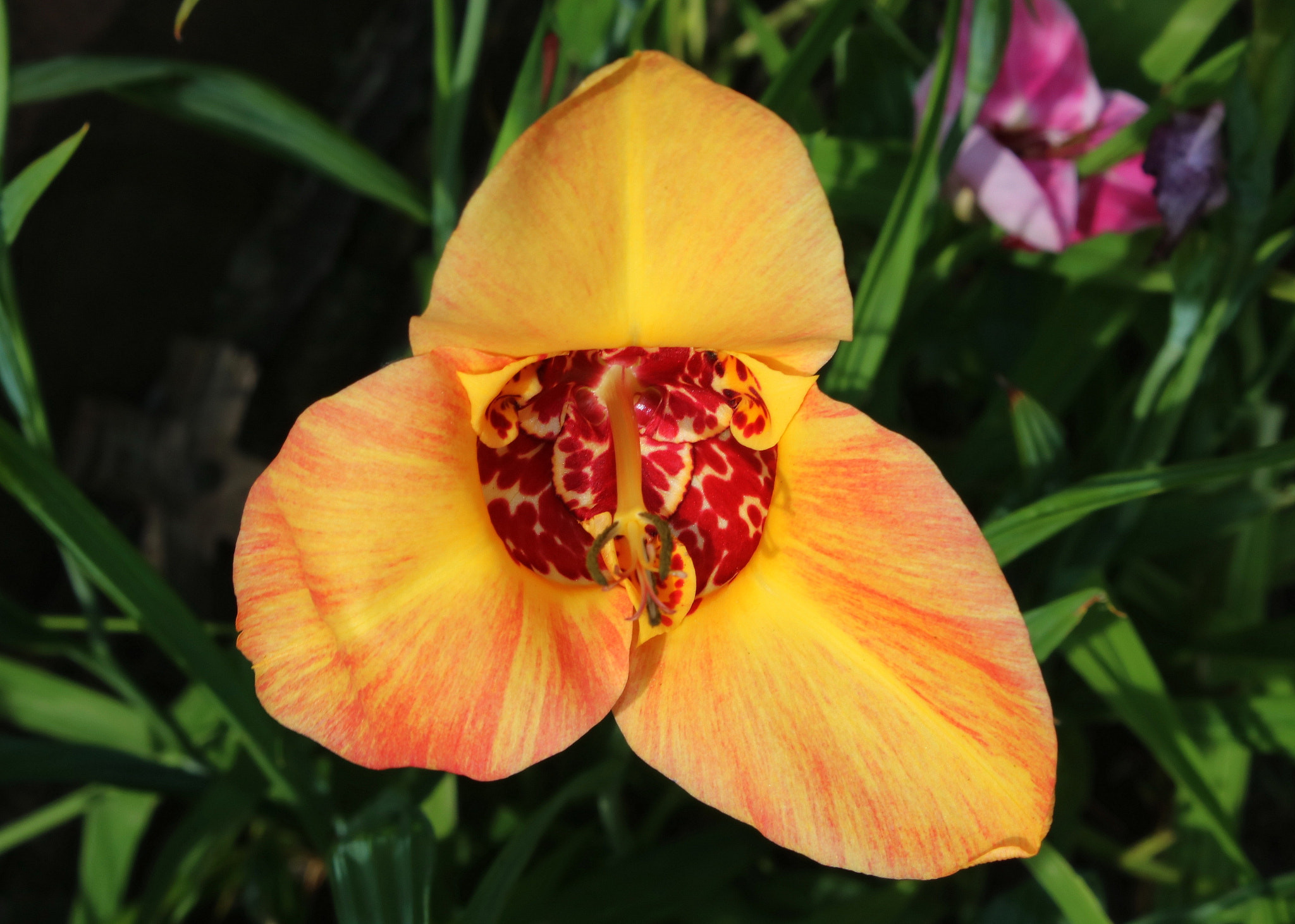 Canon EOS 750D (EOS Rebel T6i / EOS Kiss X8i) sample photo. Tiger lily photography
