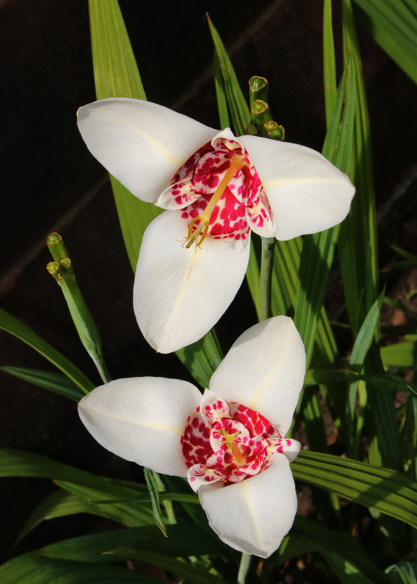 Canon EOS 750D (EOS Rebel T6i / EOS Kiss X8i) sample photo. Tiger lily photography