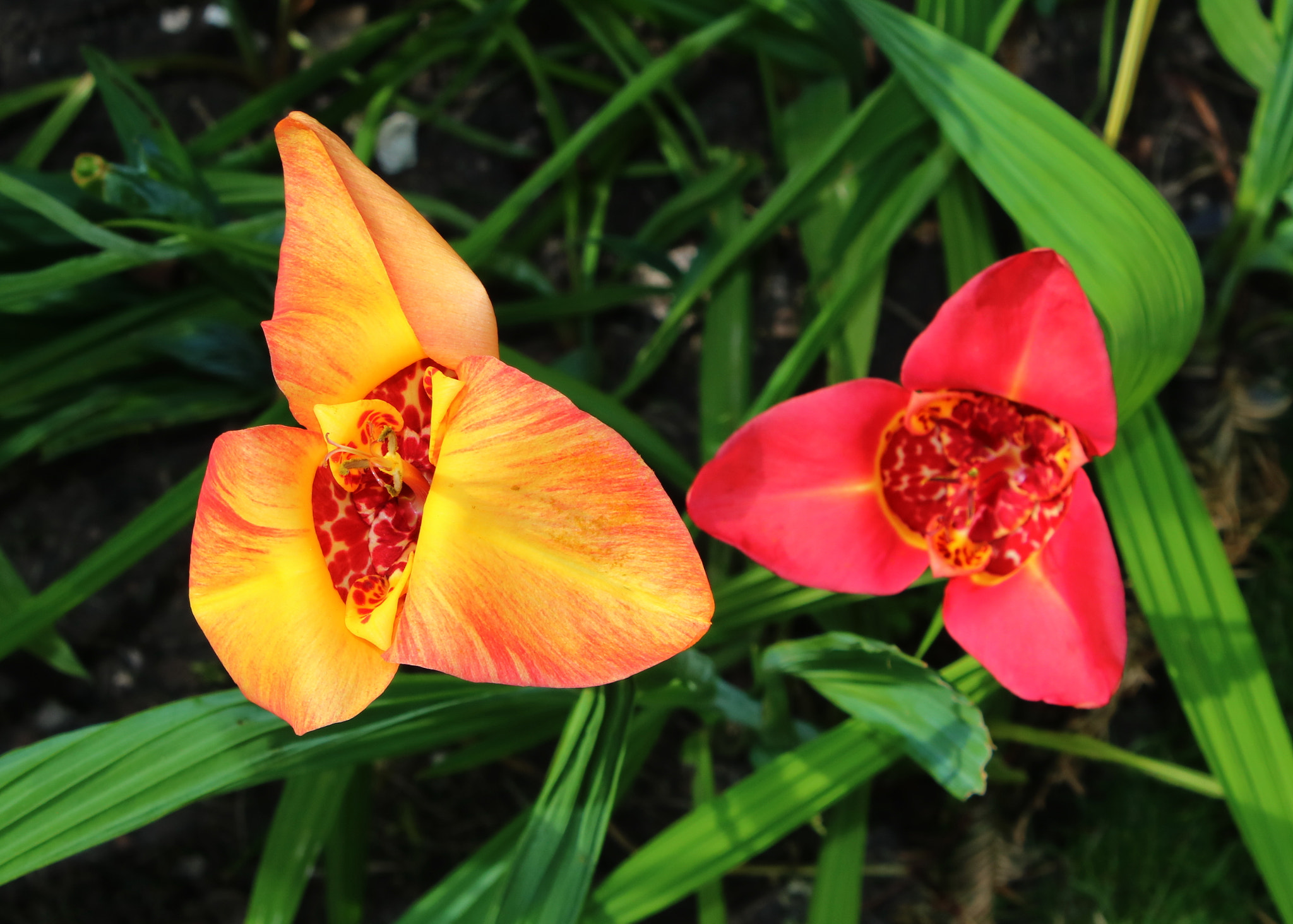 Canon EOS 750D (EOS Rebel T6i / EOS Kiss X8i) sample photo. Tiger lily photography