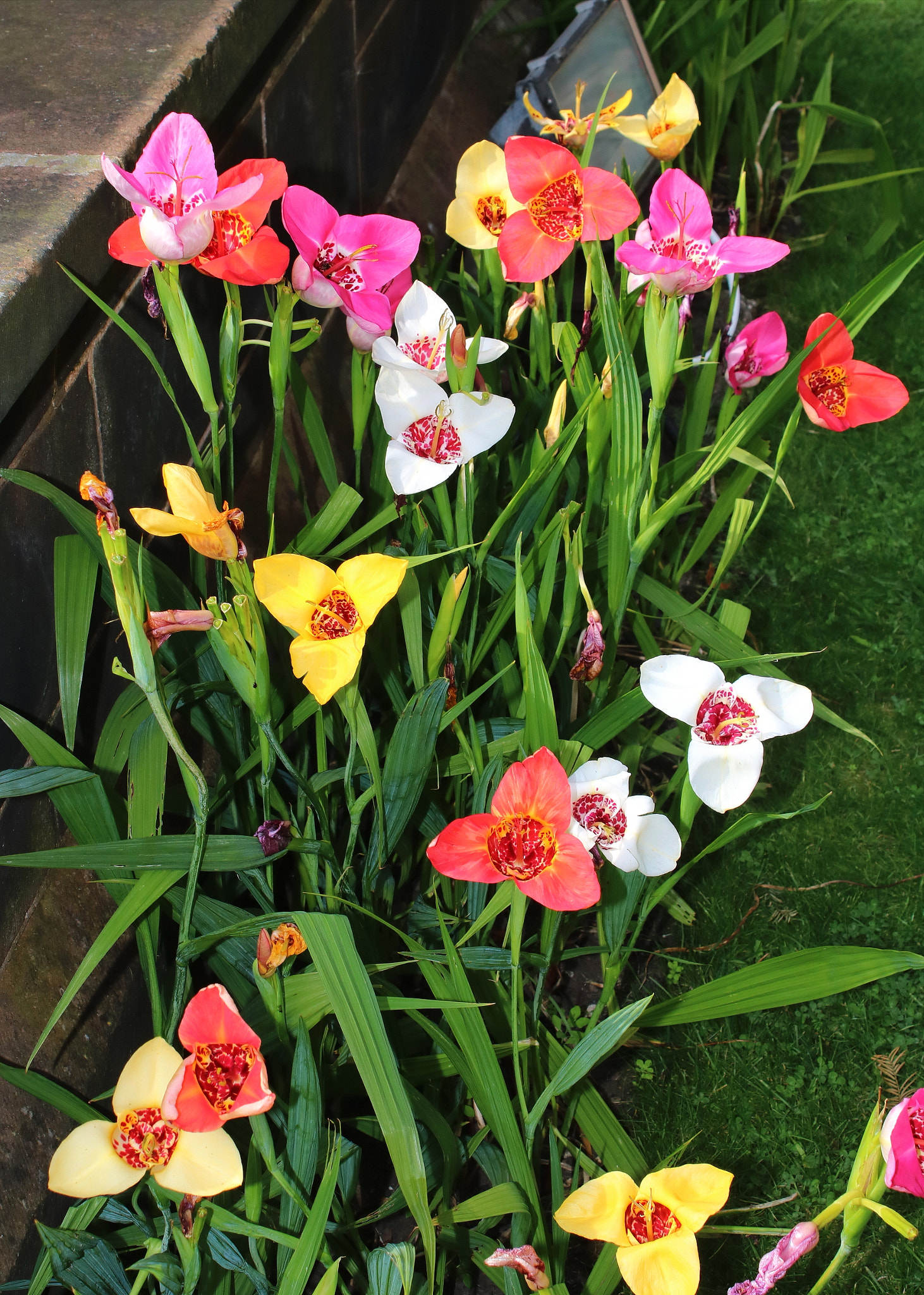 Canon EOS 750D (EOS Rebel T6i / EOS Kiss X8i) sample photo. Tiger lily assorted colour photography