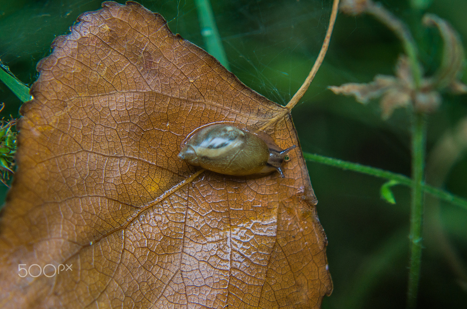 Tamron AF 70-300mm F4-5.6 Di LD Macro sample photo. Snail on leaf  photography