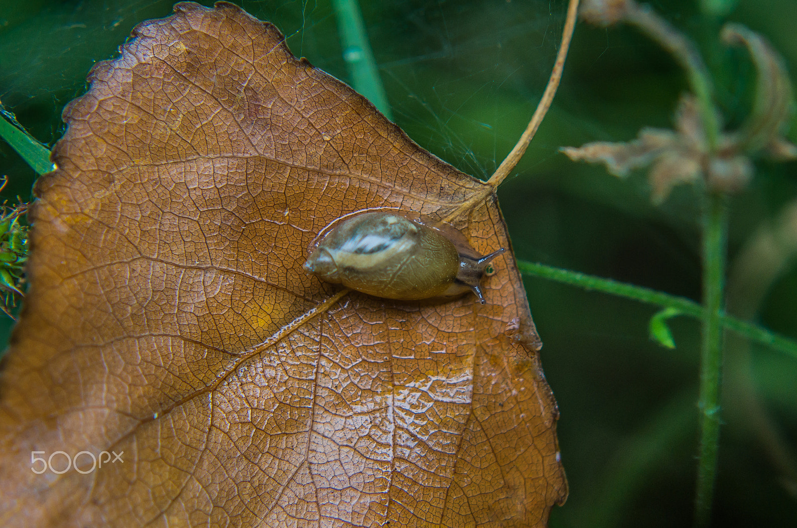 Pentax K-50 + Tamron AF 70-300mm F4-5.6 Di LD Macro sample photo. Snail on leaf  photography