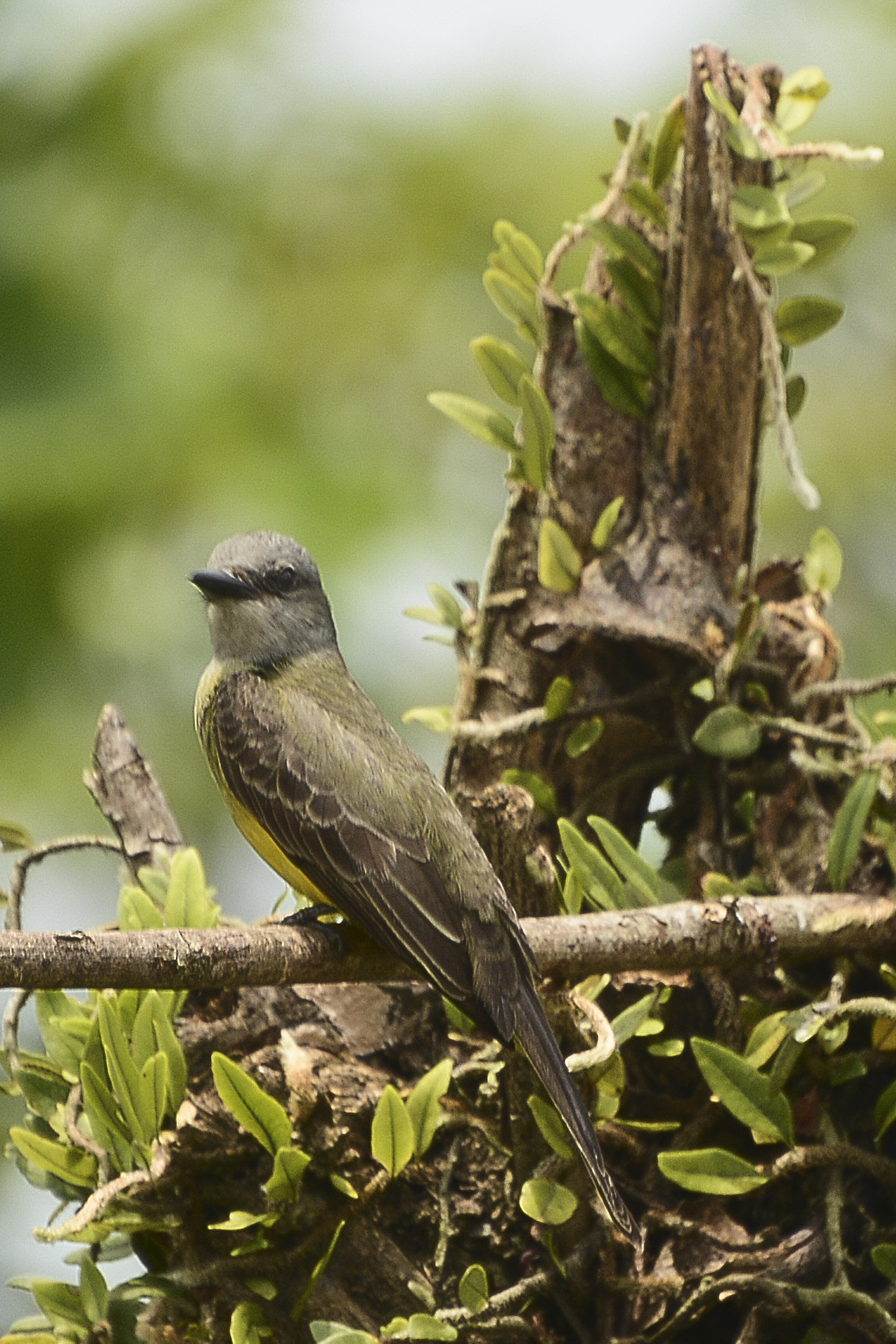 Nikon D7100 + IX-Nikkor 24-70mm f/3.5-5.6 sample photo. Natureza viva. photography