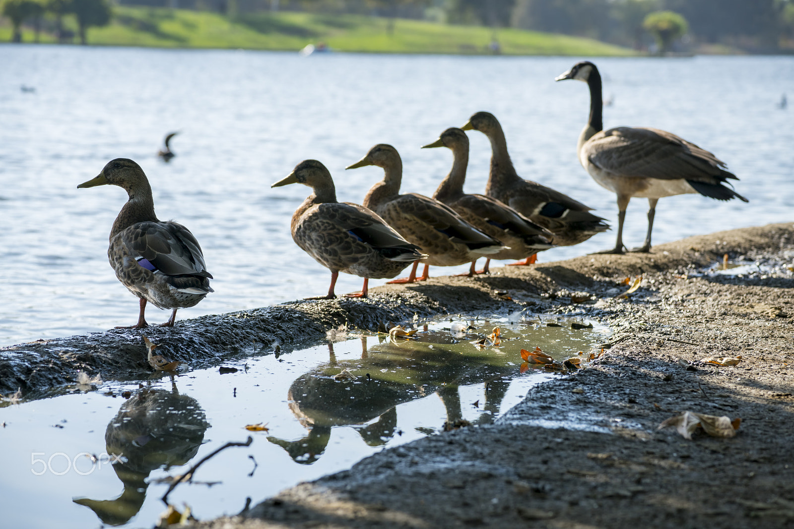 Sony a7R II + Tamron SP 70-300mm F4-5.6 Di USD sample photo. Ducks on lake balboa photography