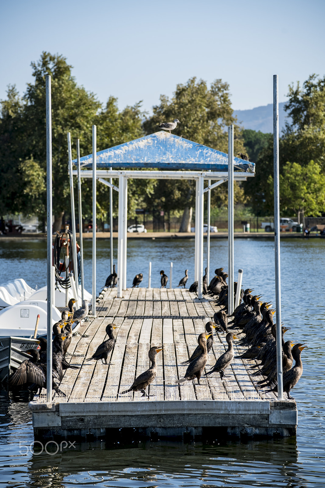 Tamron SP 70-300mm F4-5.6 Di USD sample photo. Ducks on lake balboa photography