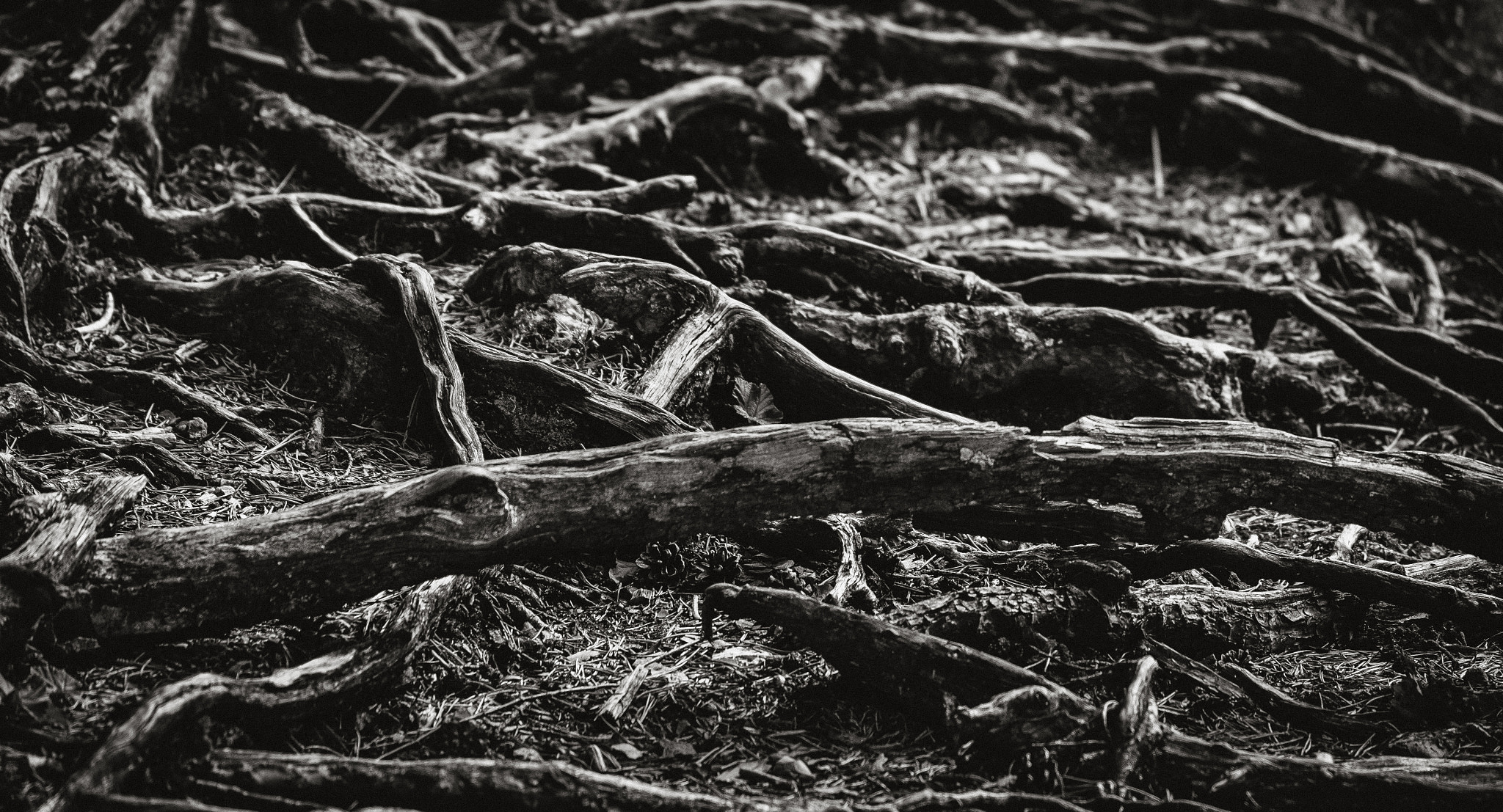 Fujifilm XF 55-200mm F3.5-4.8 R LM OIS sample photo. Roots photography