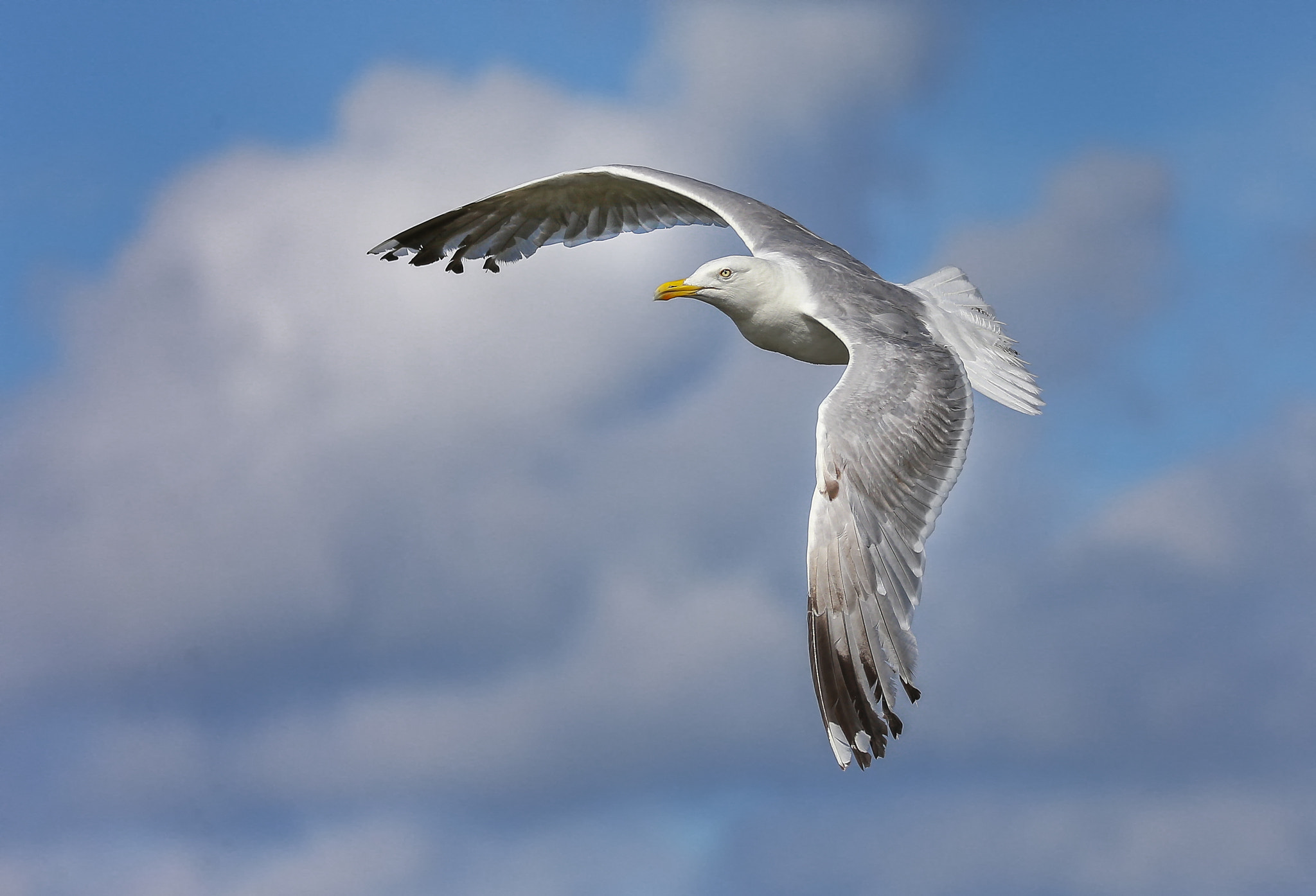 Canon EOS-1D X + Sigma 150-600mm F5-6.3 DG OS HSM | C sample photo. Seagull photography