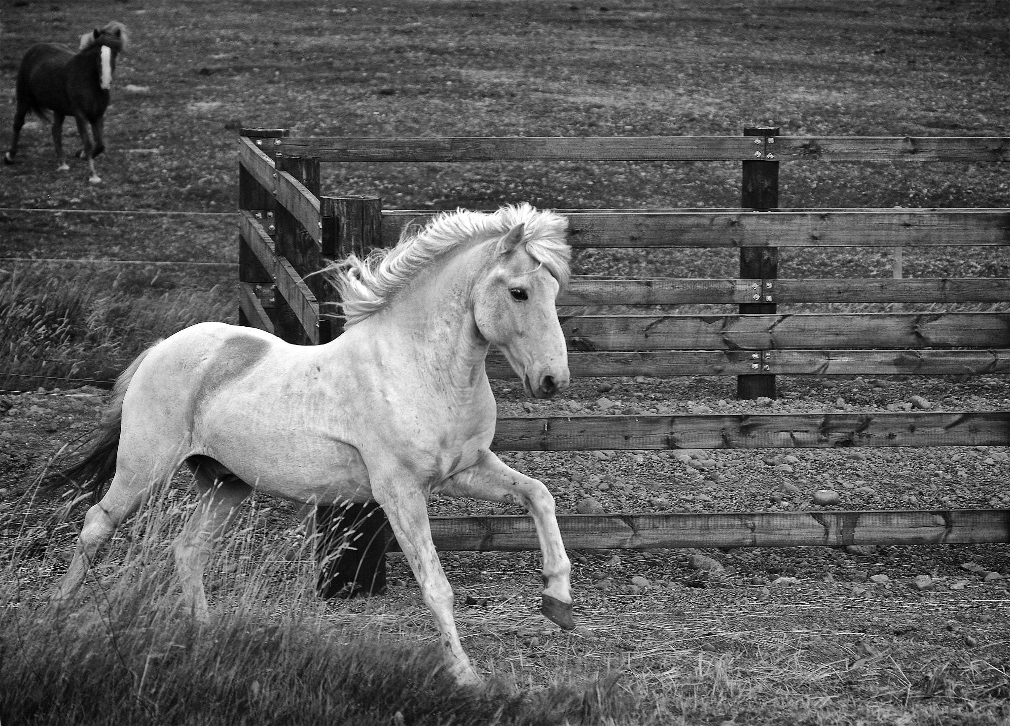 Pentax smc DA* 50-135mm F2.8 ED (IF) SDM sample photo. Leading horse photography