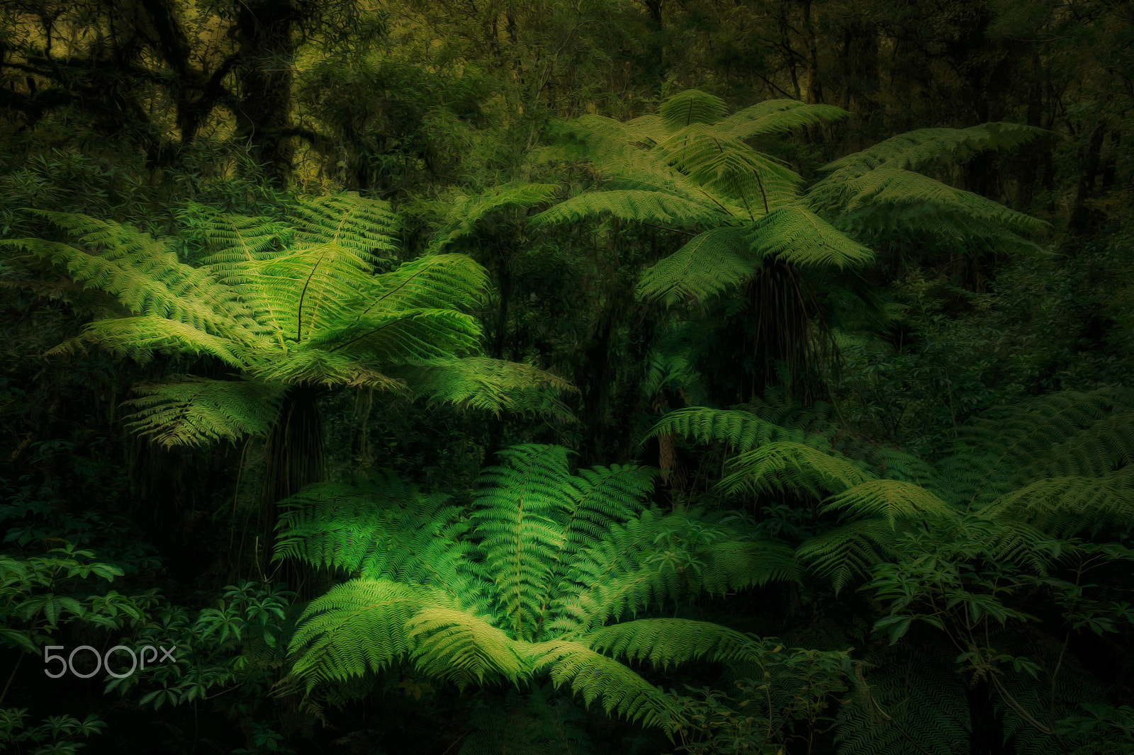 Panasonic Leica D Vario-Elmarit 14-50mm F2.8-3.5 ASPH Mega OIS sample photo. Fern forest photography