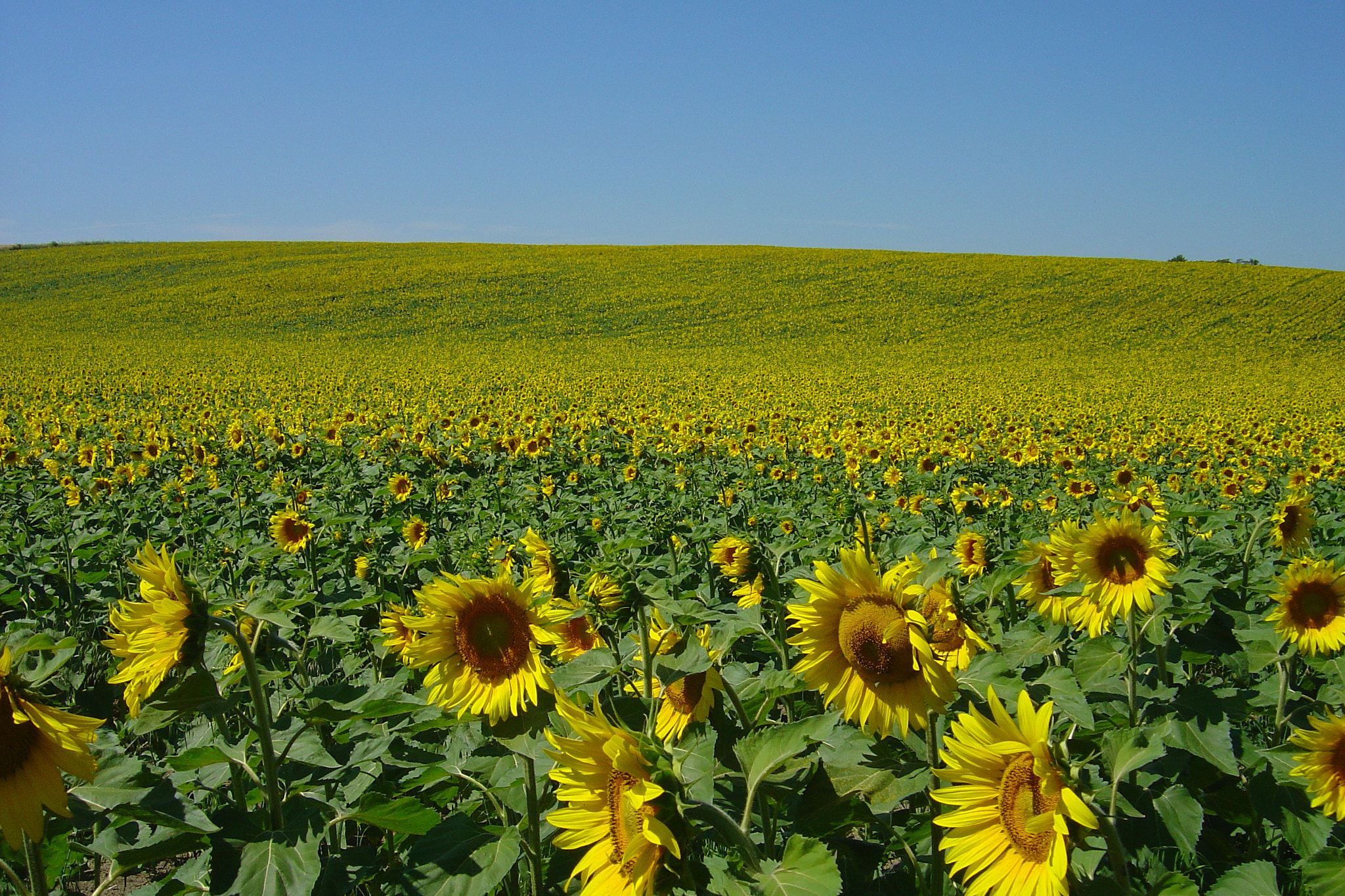 Sony DSC-P12 sample photo. Yellow horizon photography