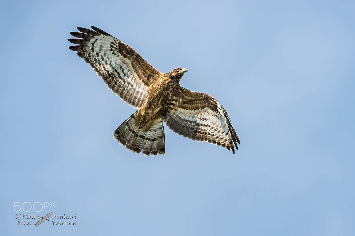 Nikon AF-S Nikkor 300mm F2.8G ED VR II sample photo. Pecchiaiolo_pernis apivorus photography
