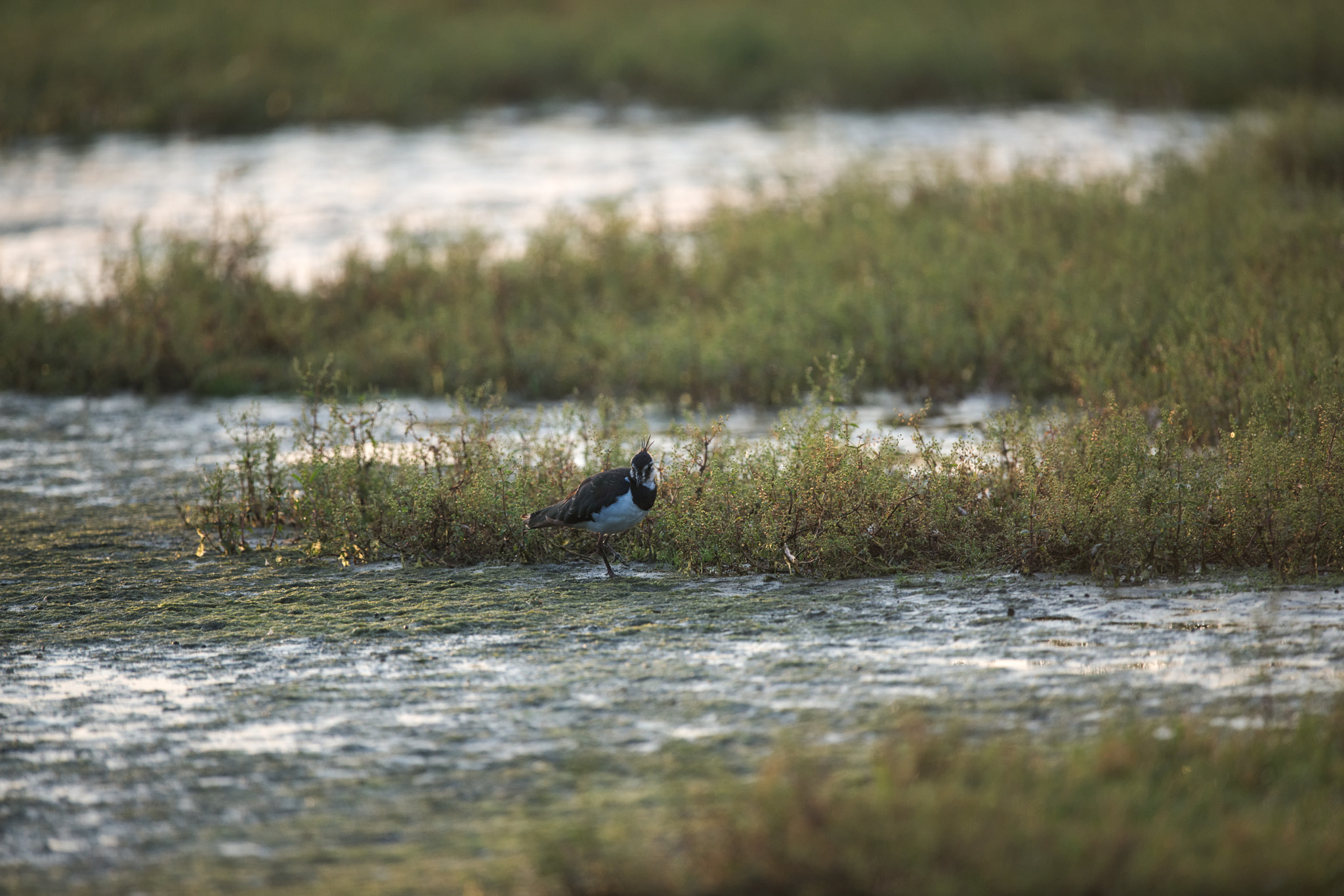 Nikon D800 + Nikon AF-S Nikkor 600mm F4G ED VR sample photo. Walking the water line photography