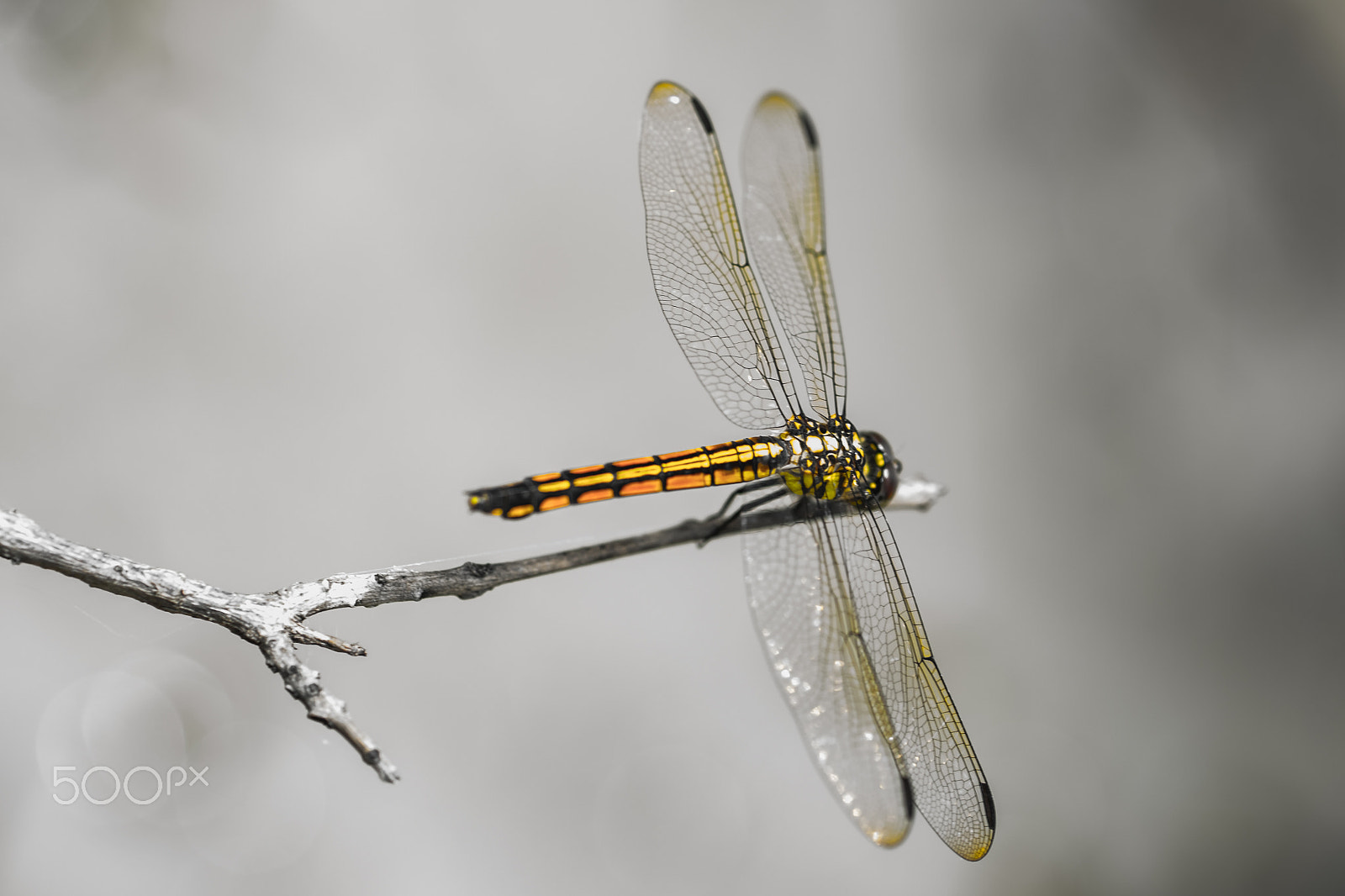 Fujifilm X-E2 + Fujifilm XF 60mm F2.4 R Macro sample photo. Dragonfly on die leaf photography