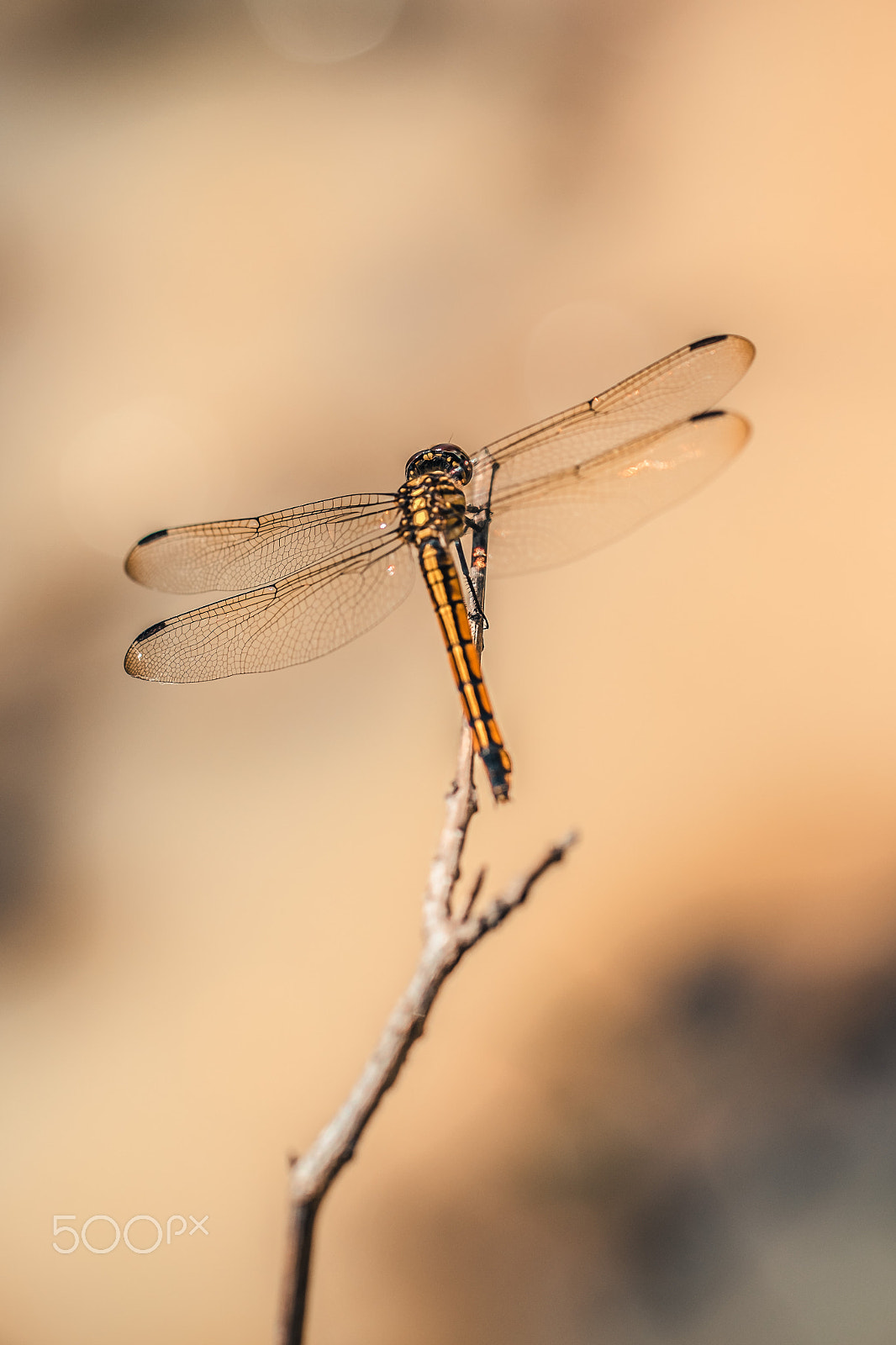 Fujifilm X-E2 + Fujifilm XF 60mm F2.4 R Macro sample photo. Dragonfly on die leaf photography